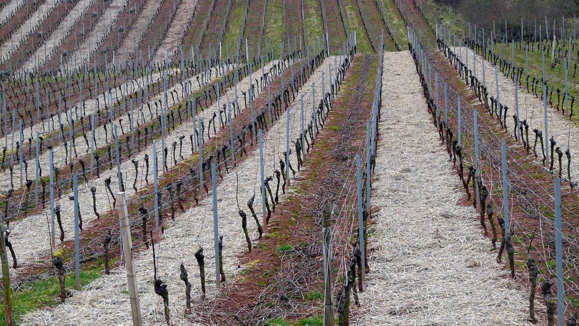 Mindent a szőlőről -  a szőlő teleltetése és védelme  Mindent a szőlőről -  a szőlő teleltetése és védelme