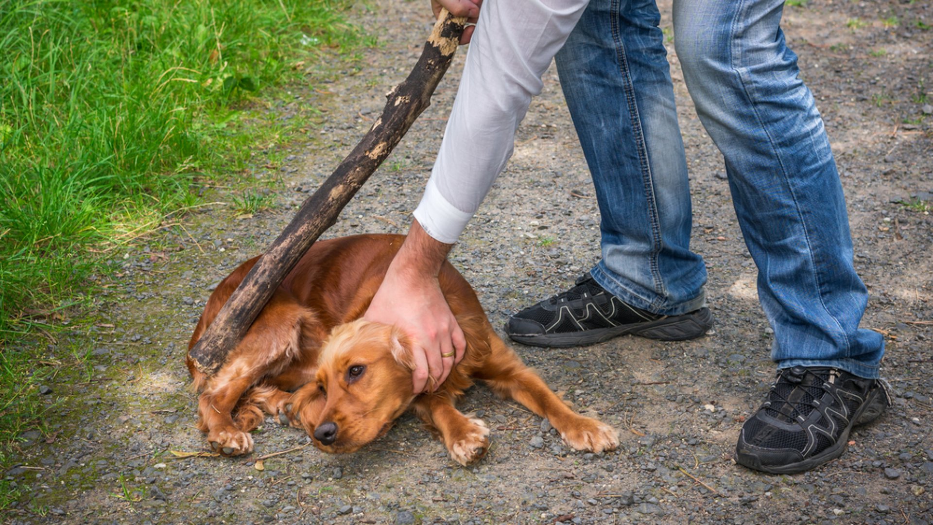 HIVATALOS – Mostantól börtönbüntetés jár az állatkínzóknak!  HIVATALOS – Mostantól börtönbüntetés jár az állatkínzóknak!