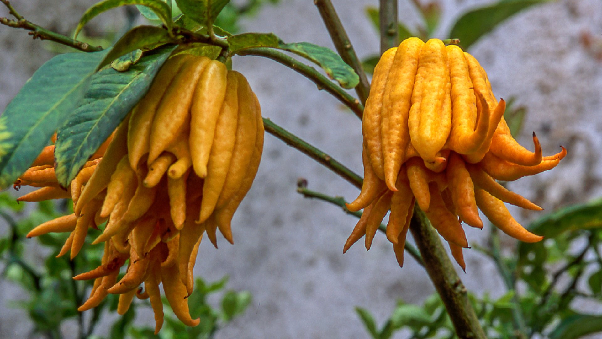 Saját otthonodban is megterem a világ legkülönlegesebb citromja! 