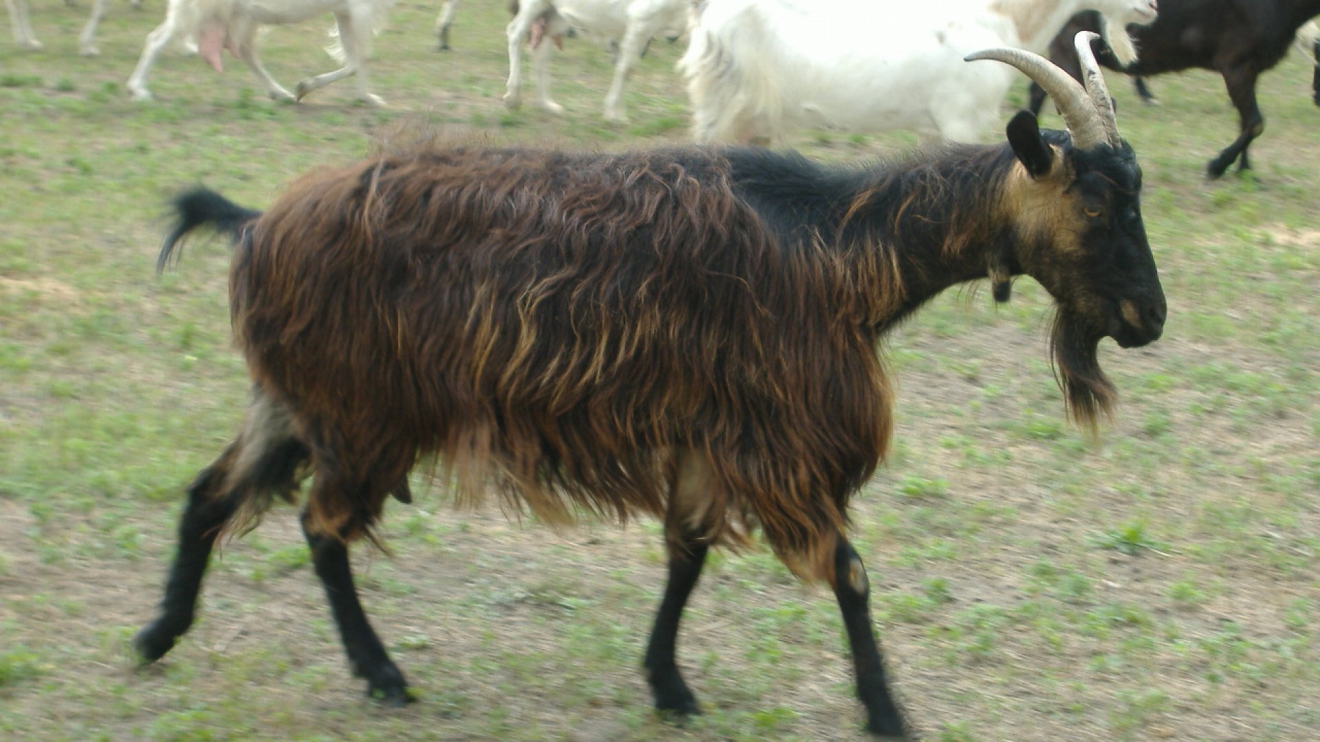 Mentsük meg a magyar parlagi kecskéket! Mentsük meg a magyar parlagi kecskéket!