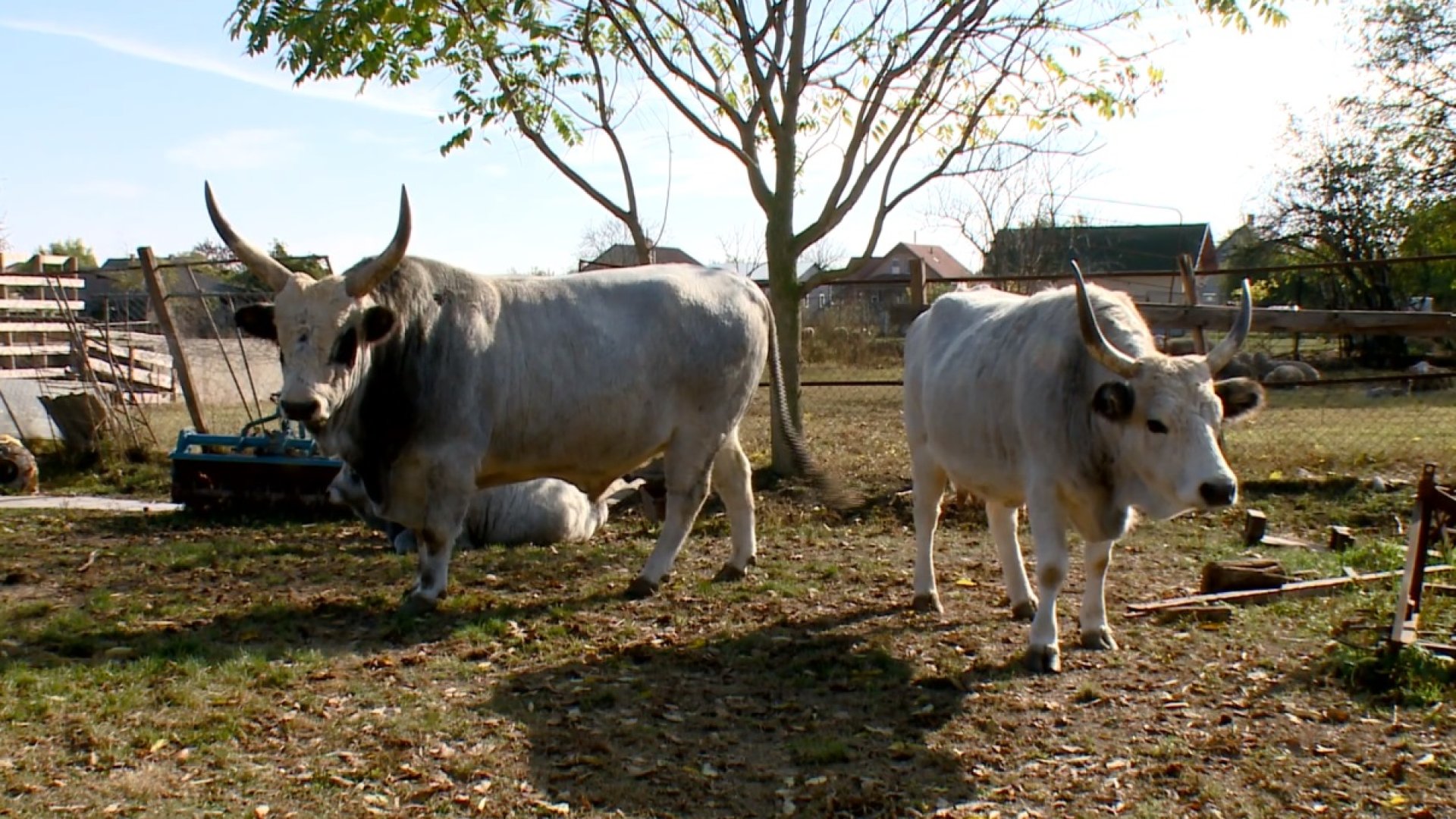 Teljesen egészséges, mégis halálsorra küldenék Ödönt, a népszerű szürkemarhát! Teljesen egészséges, mégis halálsorra küldenék Ödönt, a népszerű szürkemarhát!