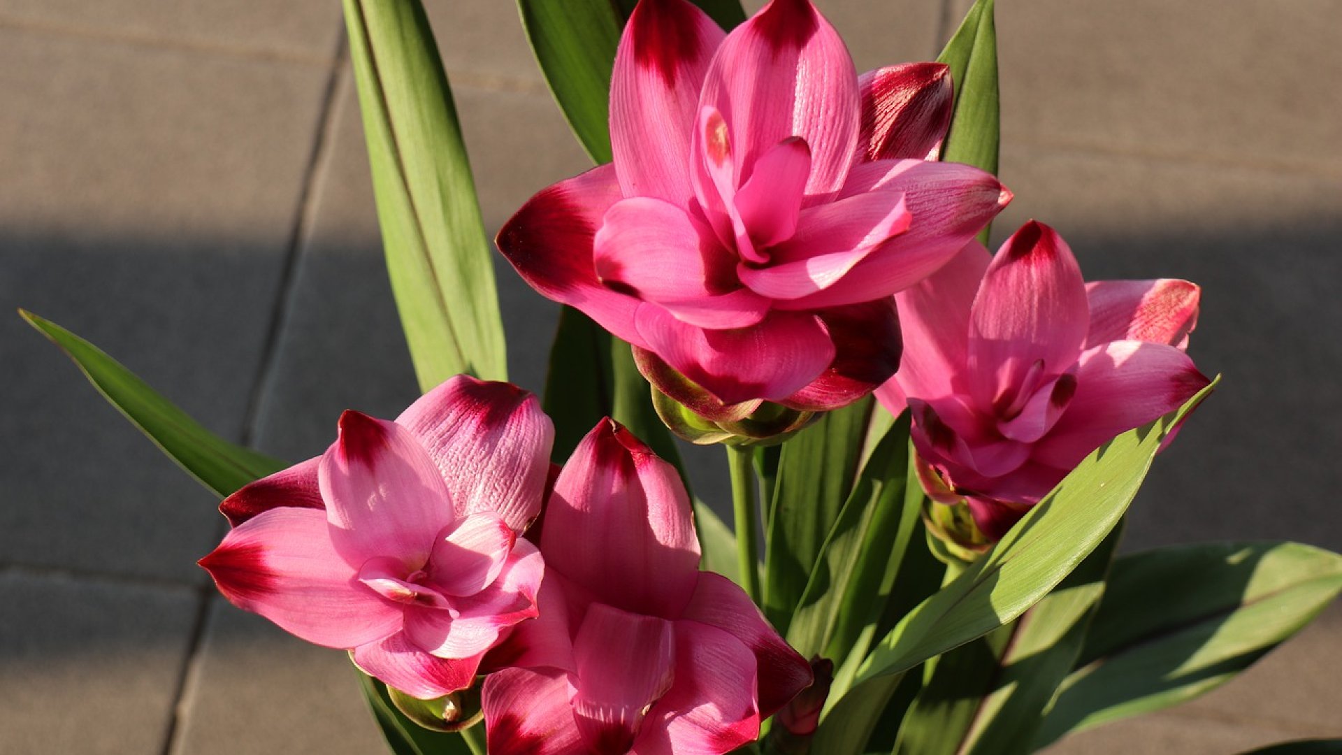 Sose találnád ki, milyen növény van a képen – Örök kedvenced lesz! 