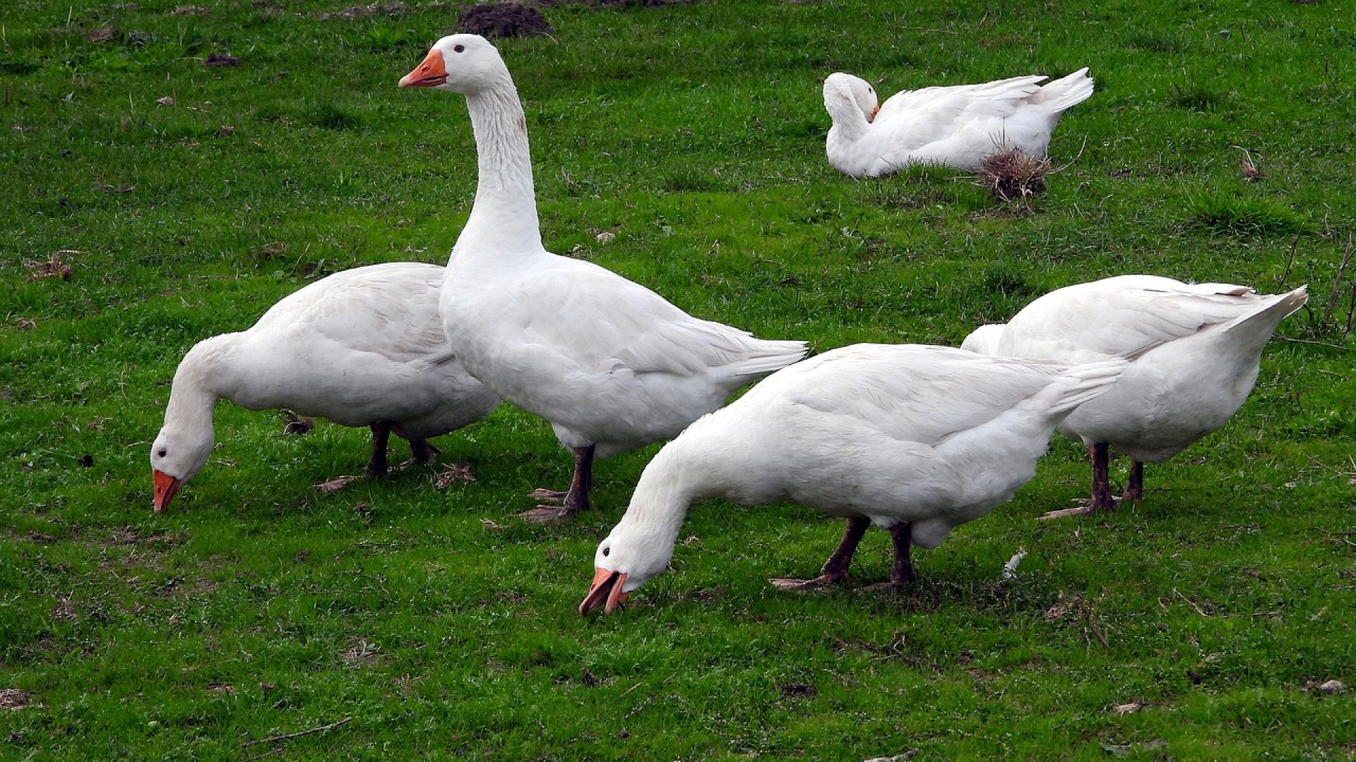A libatömés betiltását kezdeményezték Betiltják a libatömést