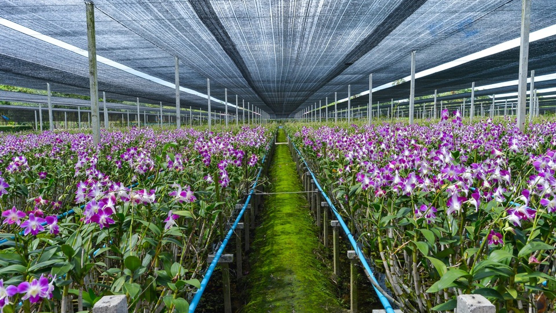 A magyar határtól pár percre található a világ legszebb orchideafarmja! A magyar határtól pár percre található a világ legszebb orchideafarmja!