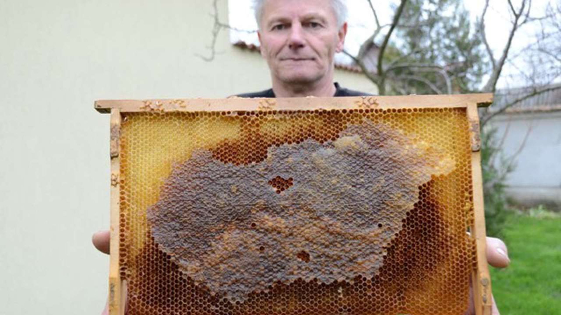 Méhek rakták ki Magyarország térképét