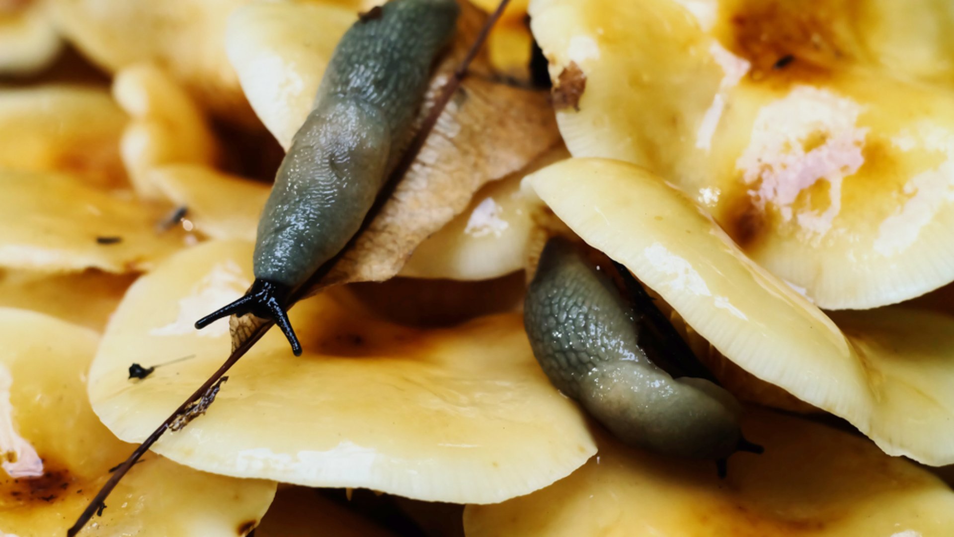 Két új házatlancsigafaj jelent meg Magyarországon!