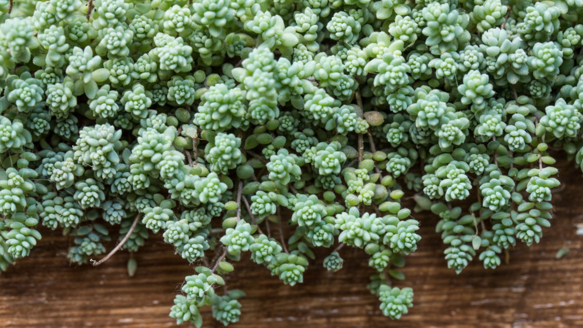 Az egyik legszebb pozsgás növény – A varjúháj gondozása, nevelése