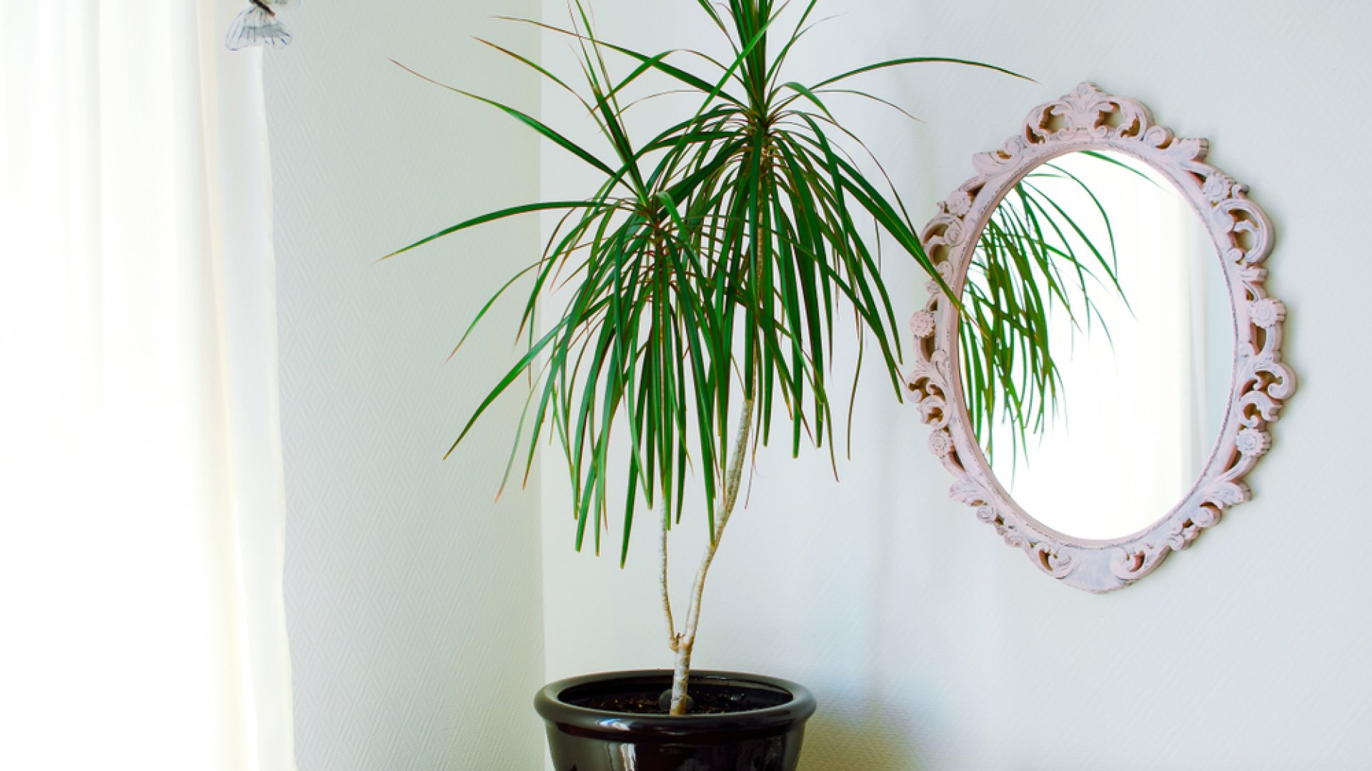 A dracéna bemutatása, gondozása, növényvédelme