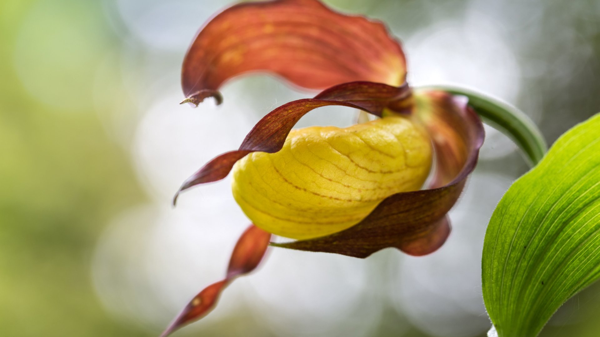 Végzetes hibák, amiket minden orchideatartó elkövet!  Végzetes hibák, amiket minden orchideatartó elkövet!