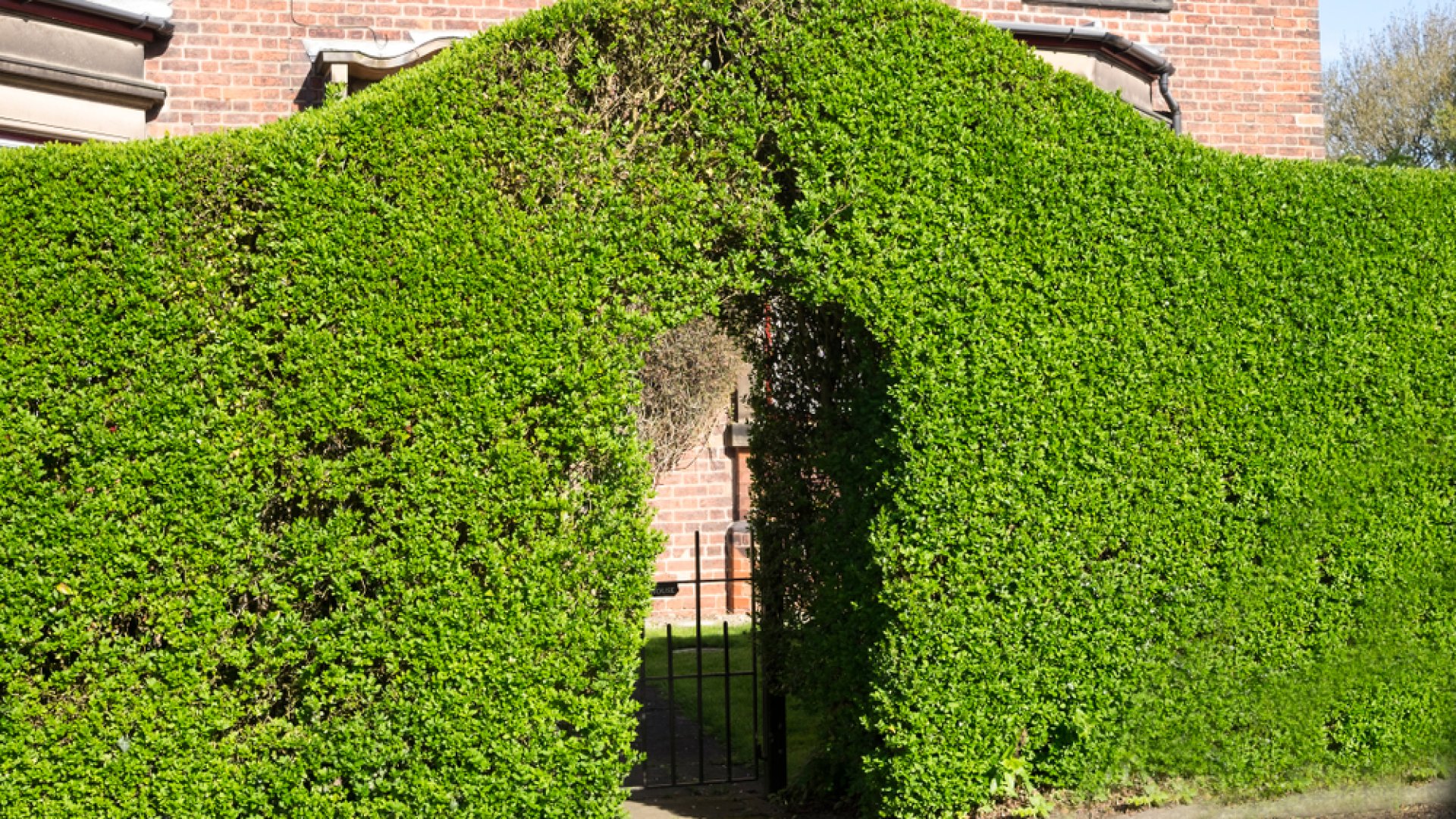 A legtökéletesebb sövénynövény - A fagyal ültetése, gondozása, metszése