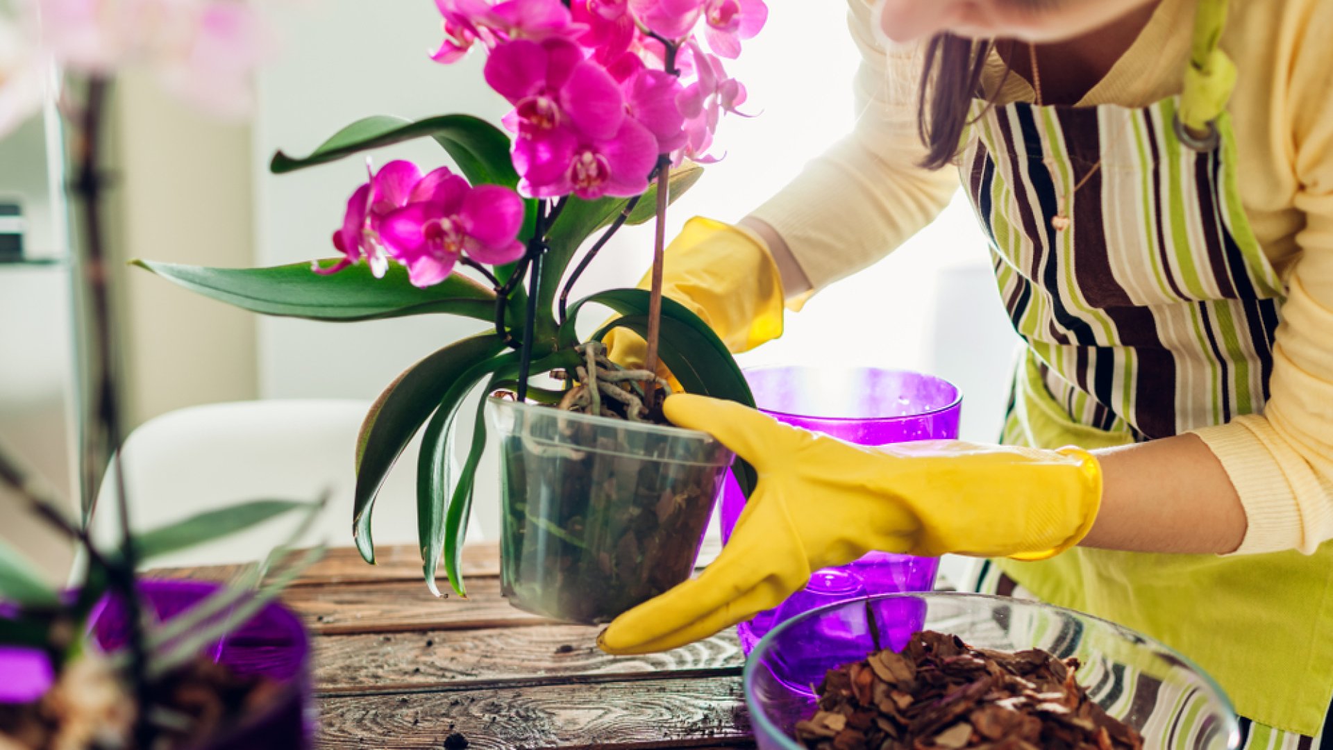 Mikor és hogy ültessük át az orchideát? – Szakértőnk válaszol!  Mikor és hogy ültessük át az orchideát? – Szakértőnk válaszol!