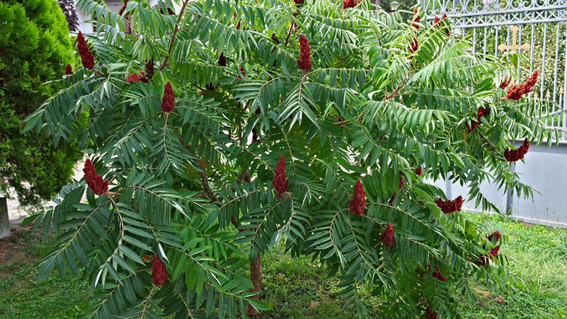 Az egész évben mutatós dísz - Az ecetfa gondozása, nevelése