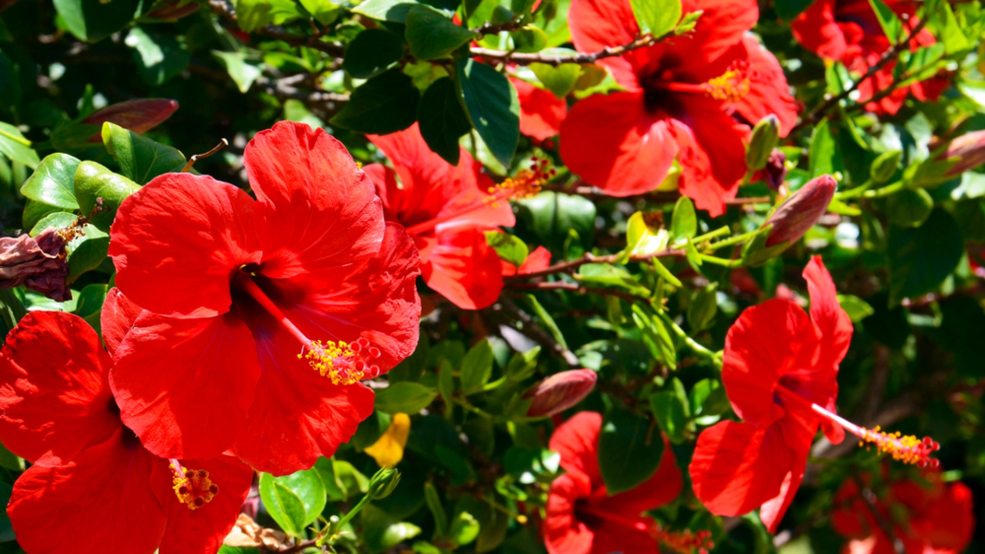 A hibiszkusz teleltetése – Profi tippek szakértőktől A hibiszkusz teleltetése – Profi tippek szakértőktől