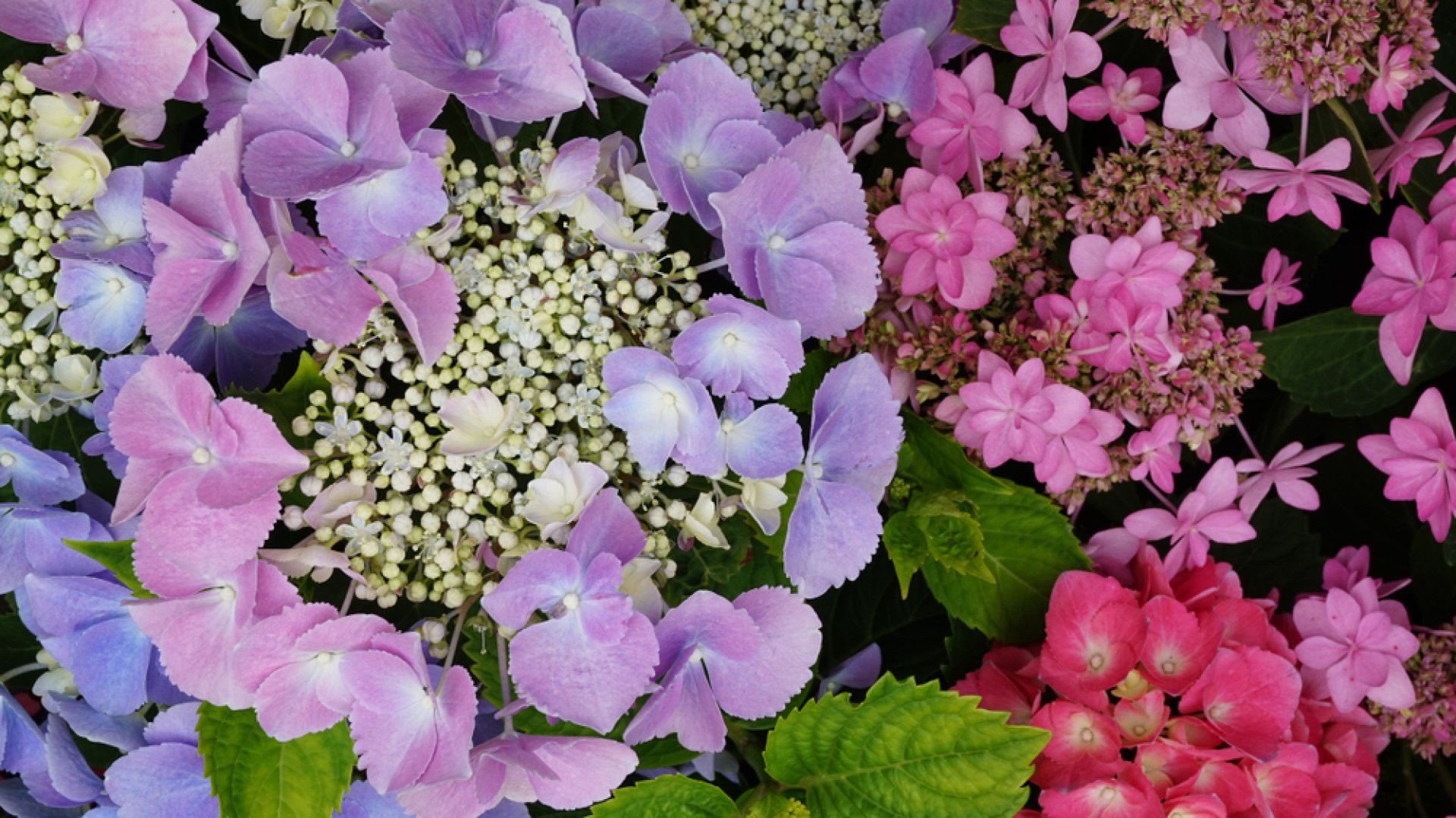 A hortenzia teleltetése