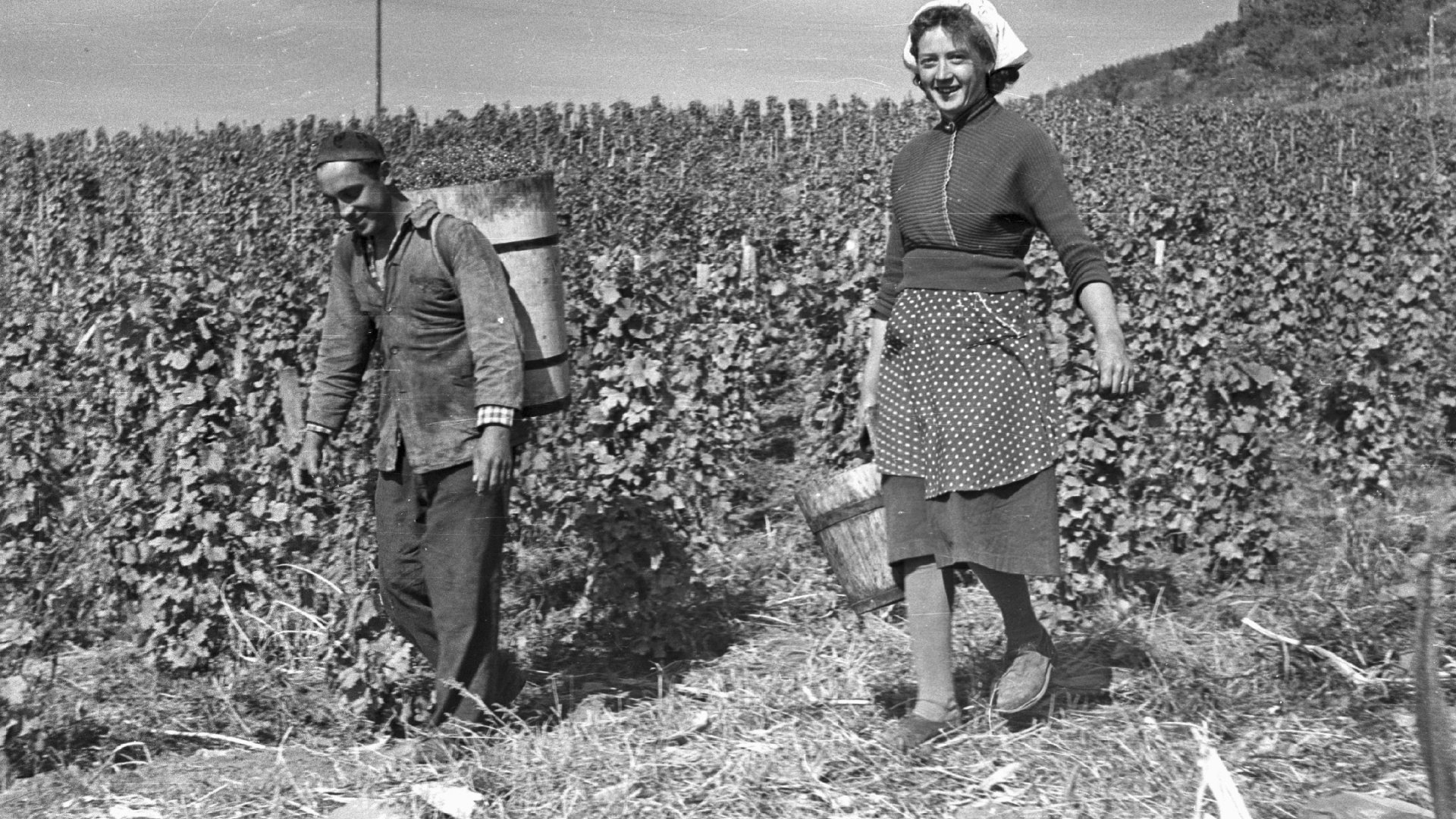 Ilyen volt a szüret az 1950-es-’60-as években – Képgaléria!  Ilyen volt a szüret az 1950-es-’60-as években – Képgaléria!