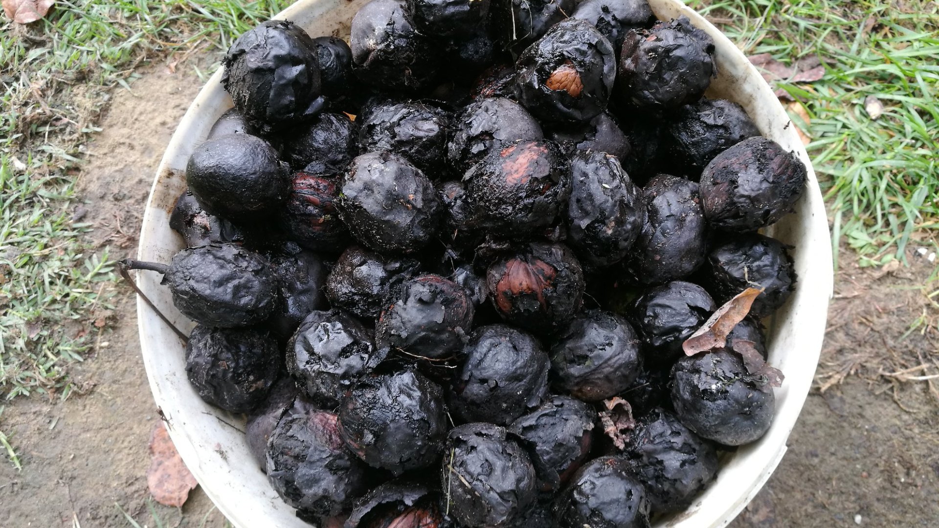 Ezért feketedik meg a dió, védekezz ellene! 