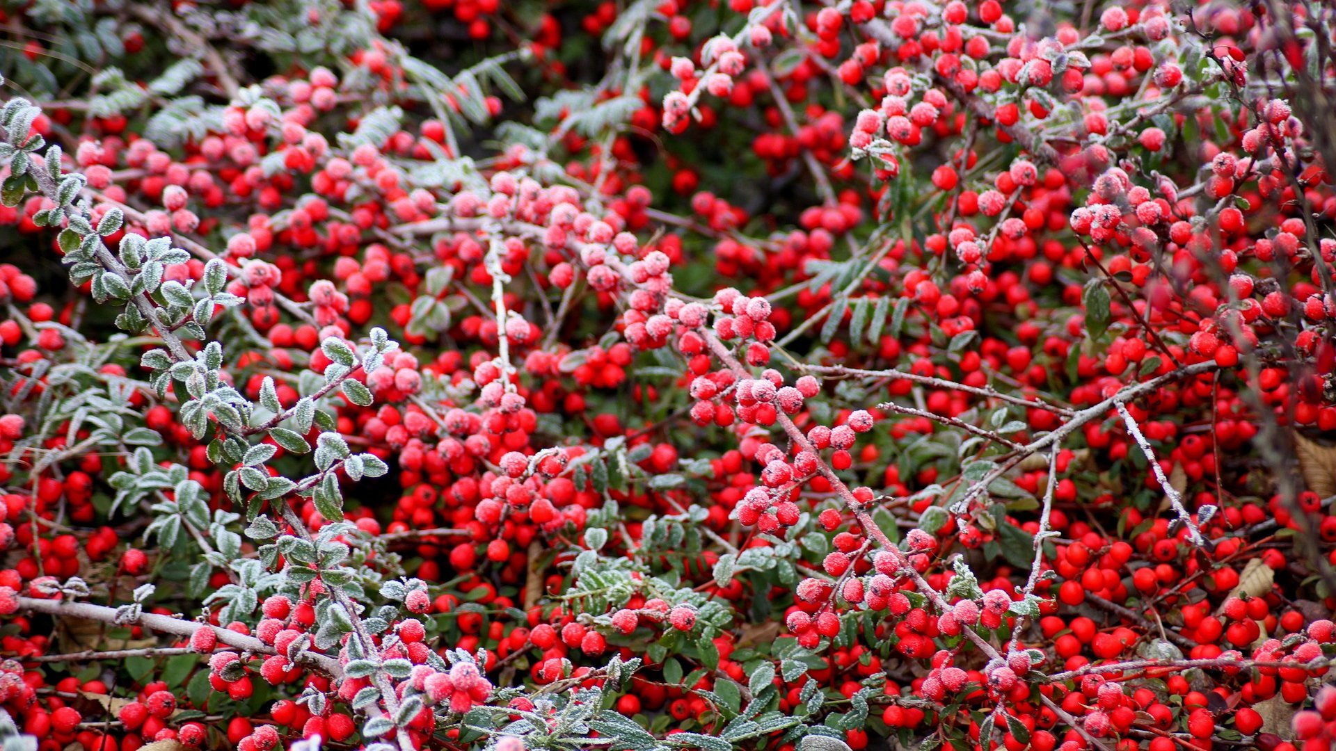 Meseszép színekben pompázik a madarak kedvence – A madárbirs bemutatása