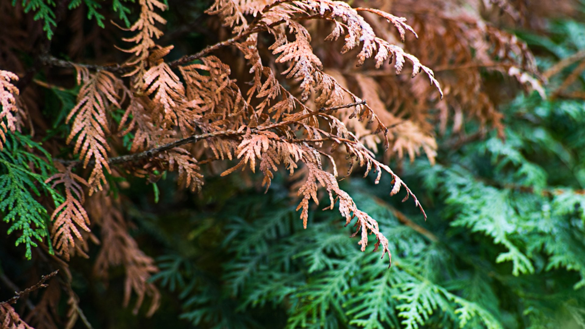 Barnul a tuja levele, mit tehetünk? Szakértőnk válaszol! 