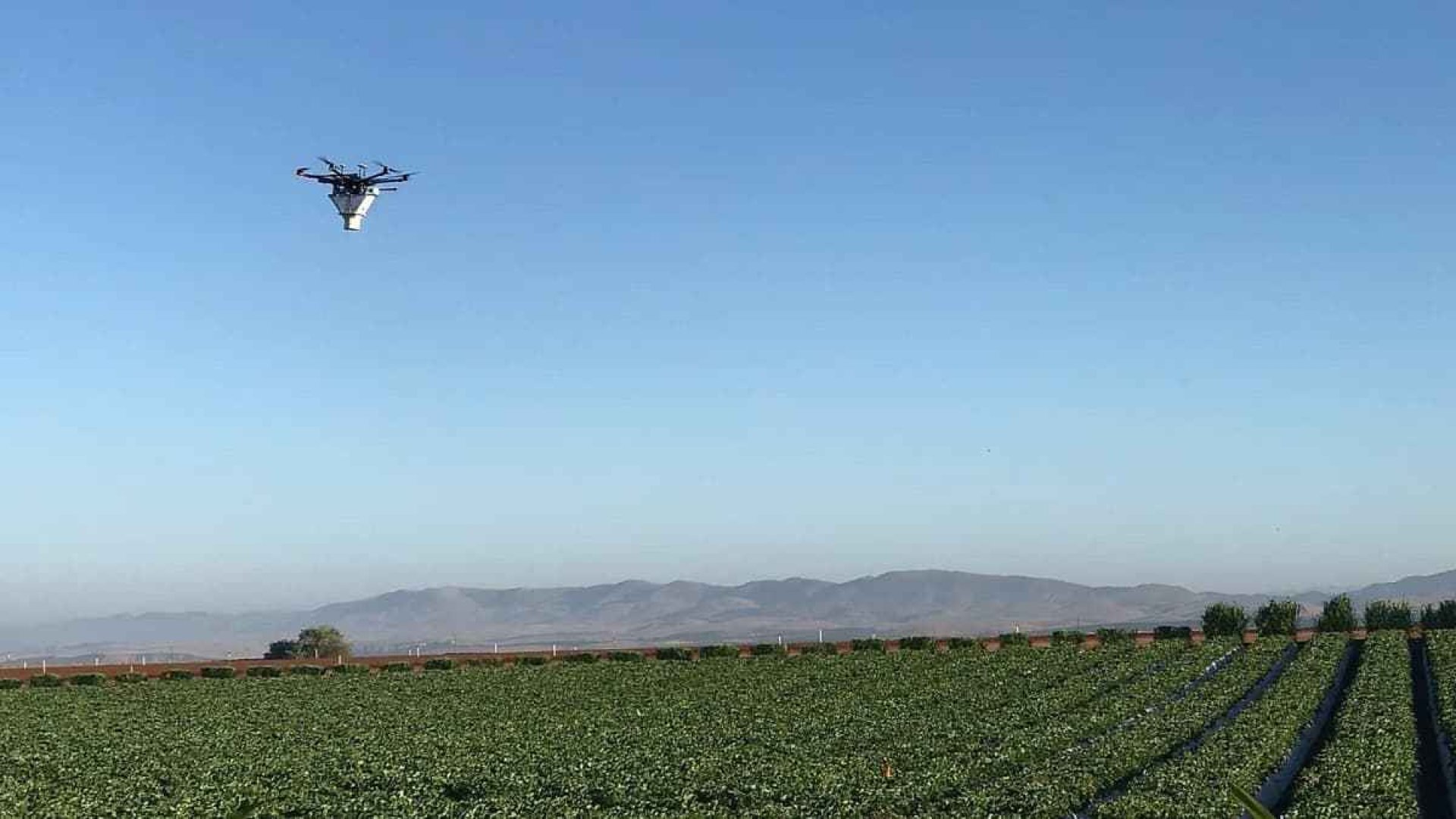 Drónoknak köszönhetően csökkenhet a vegyi növényvédő szerek felhasználása