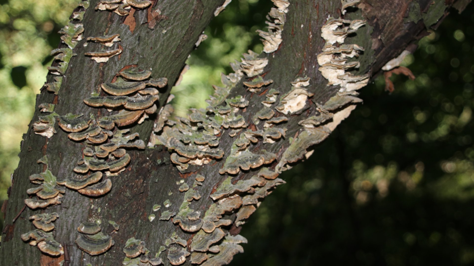 Védd meg a fákat a taplógombától! Védd meg a fákat a taplógombától!
