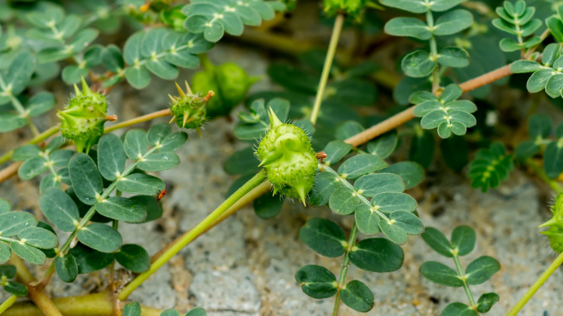 A biciklisek réme – Bemutatom a királydinnyét! 