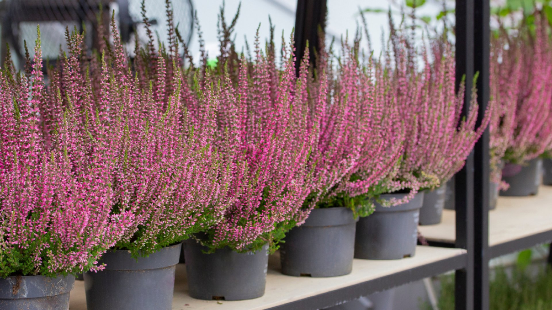 Legkedveltebb télálló növényeink – A csarab