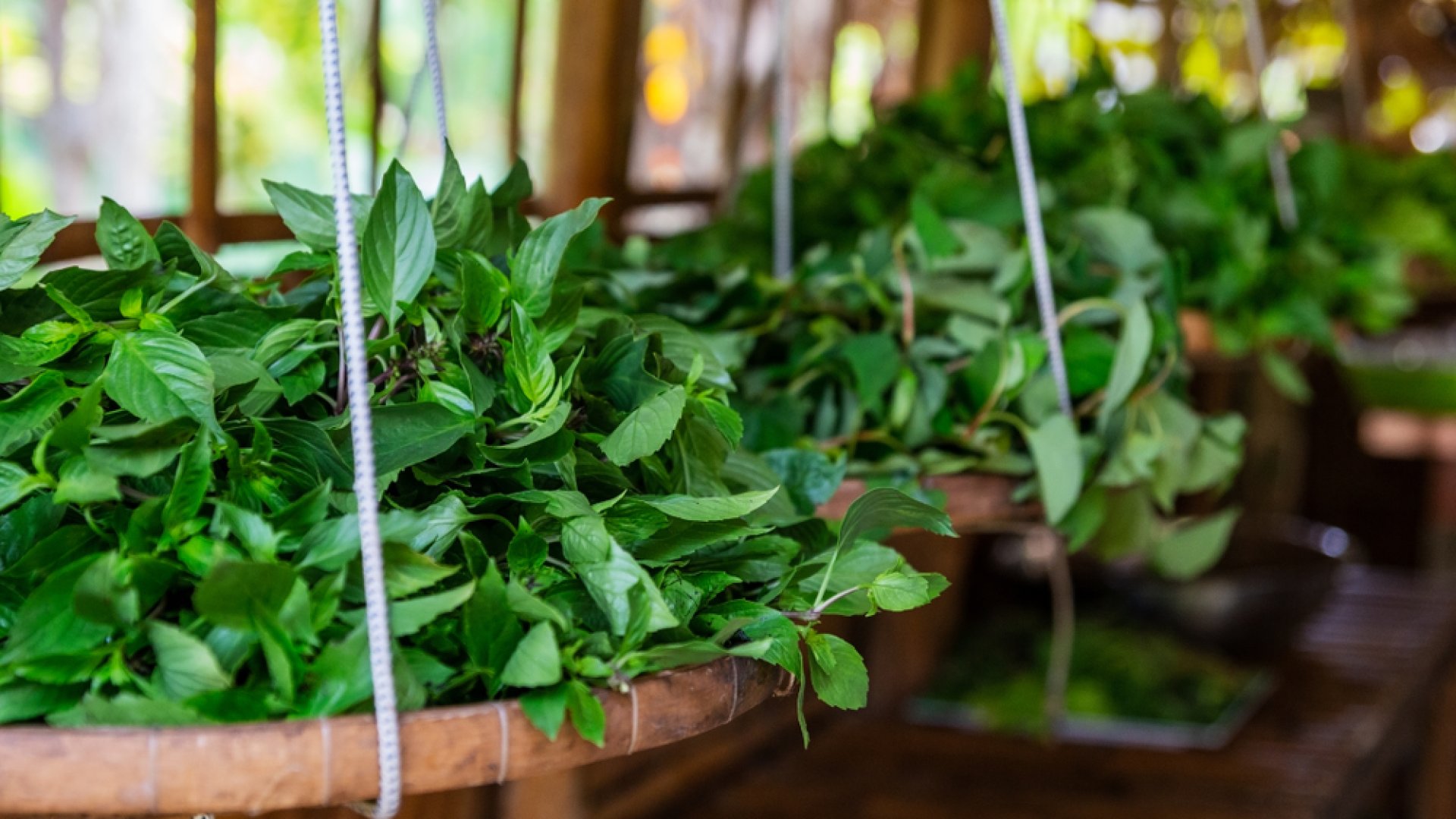 Ősszel termeszthető fűszernövények