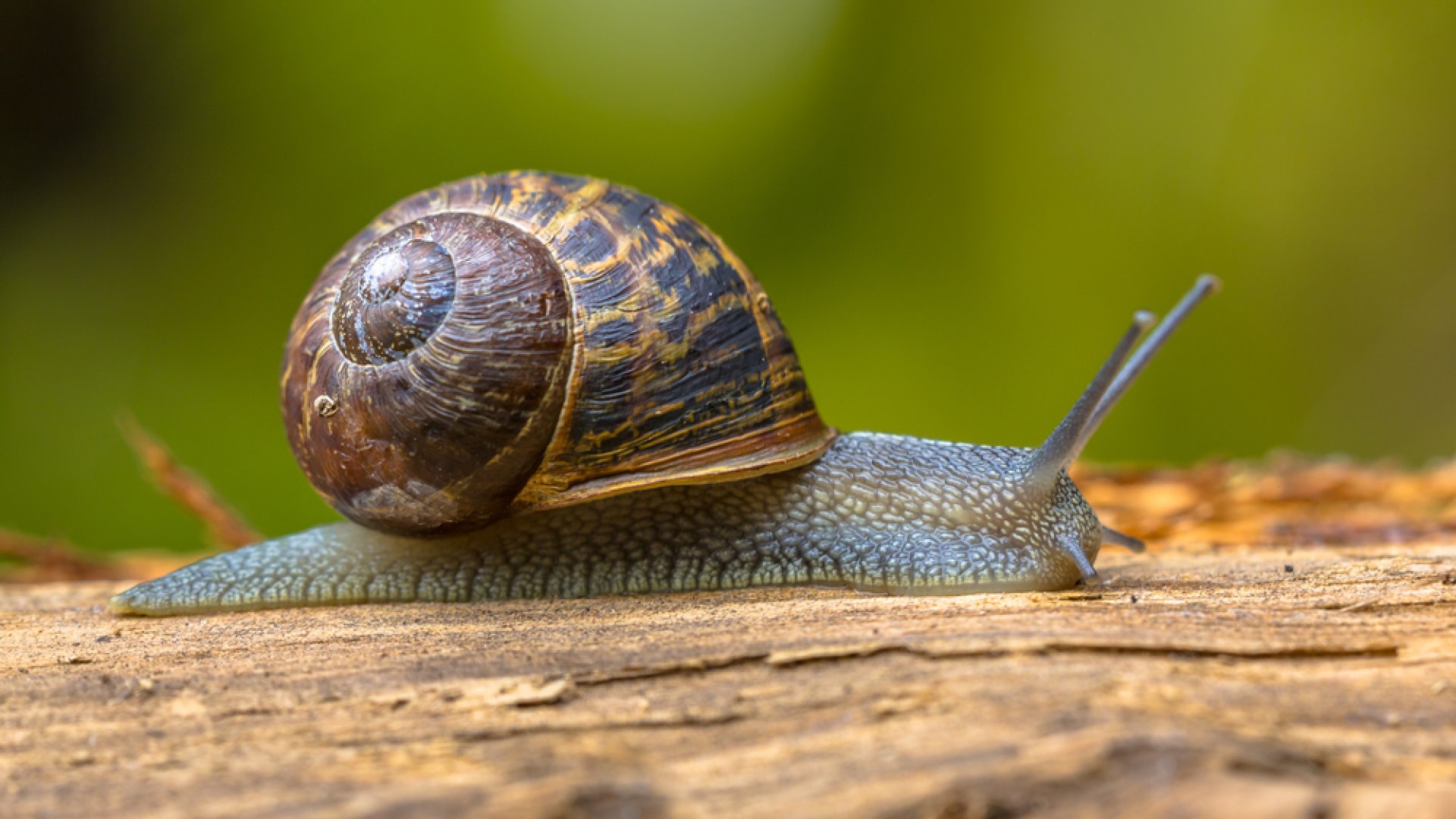 Két kártékony csigafaj túrhatja ki az őshonos éticsigát – A lakosság segítségét kérik!