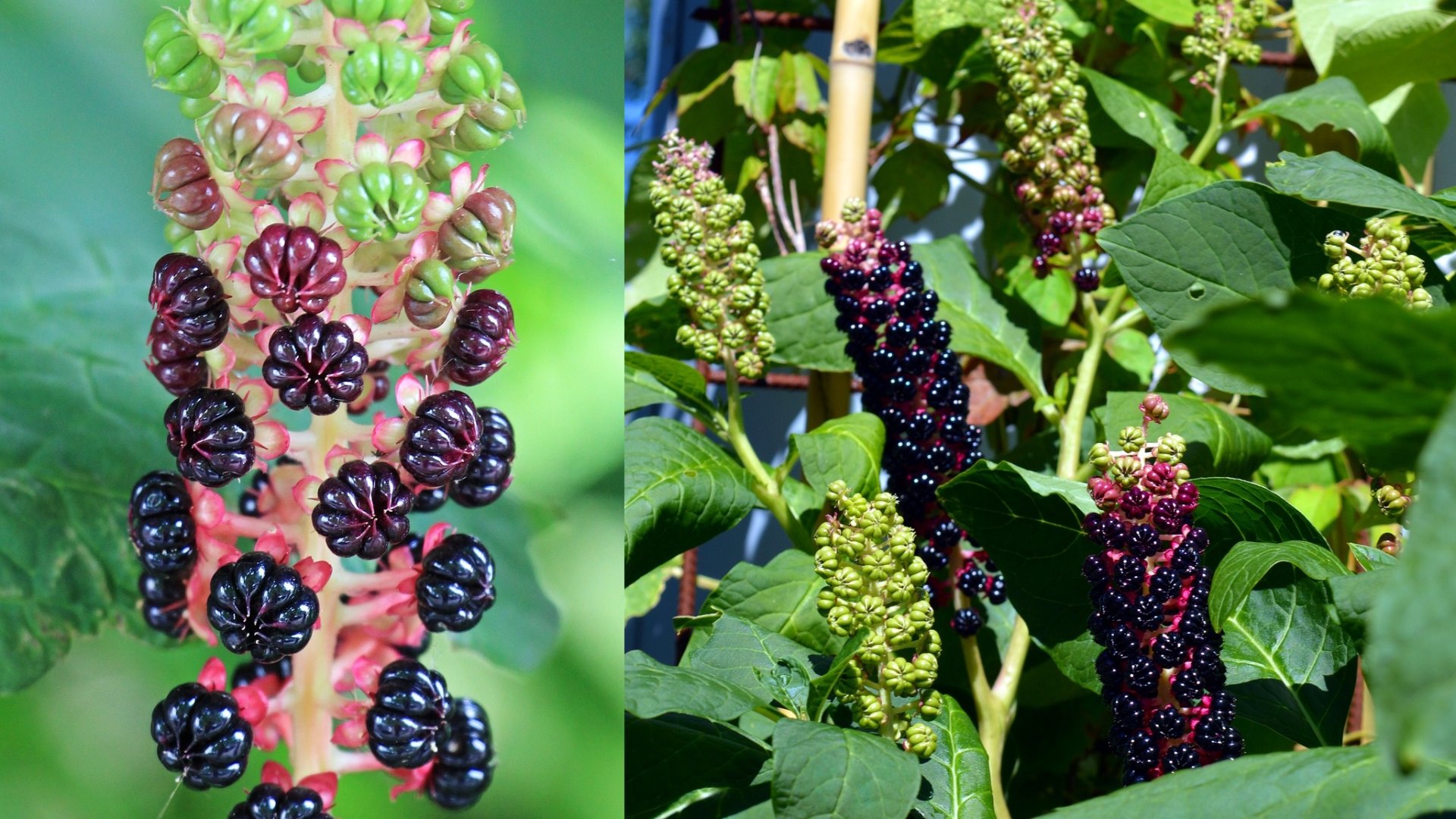 Áldás vagy átok? - A földönkívülinek tartott alkörmös