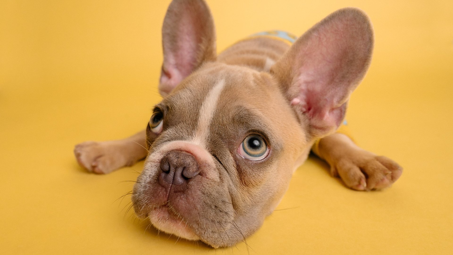 A holland titok – Az első ország, ahol nincs egyetlen kóbor kutya sem!  A holland titok – Az első ország, ahol nincs egyetlen kóbor kutya sem!