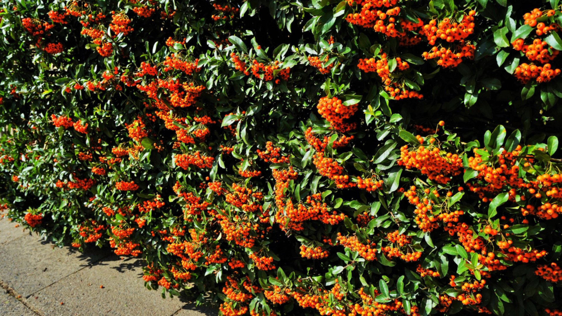 Élő kerítés – A legolcsóbb, legszebb, legbiztonságosabb megoldások