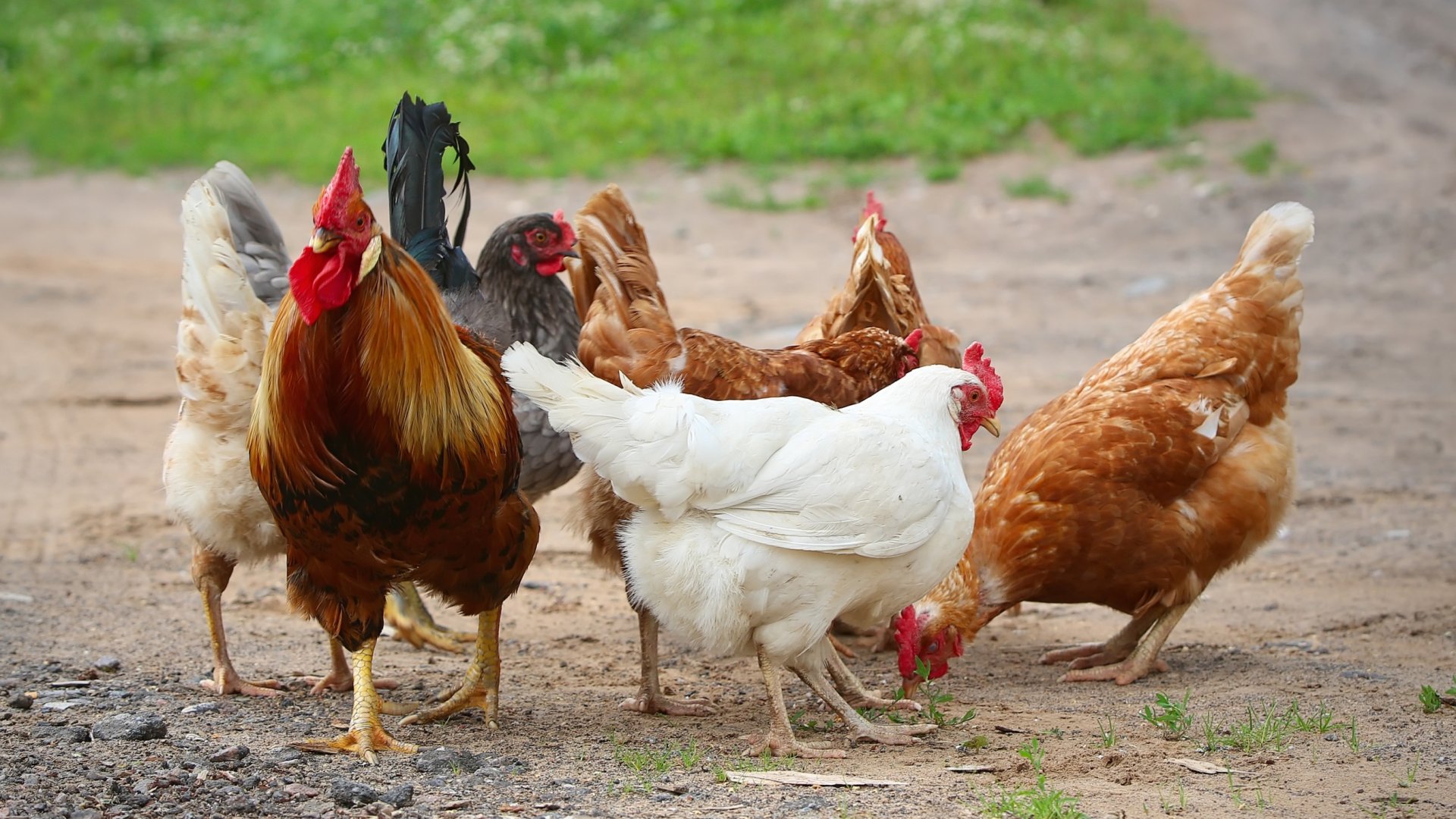 A legolcsóbb, legjobb tápok, amiktől szárnyra kapnak tyúkjaid! 