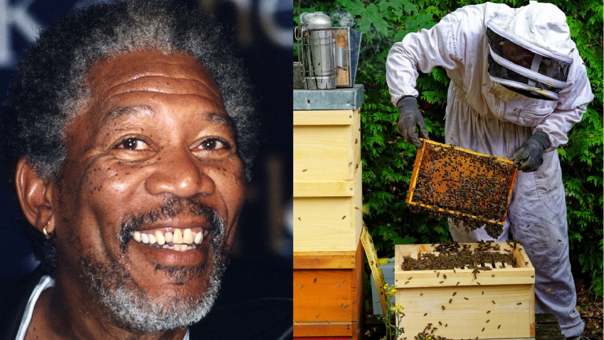 Morgan Freeman méhrezervátummá alakította 500 ezer négyzetméteres farmját