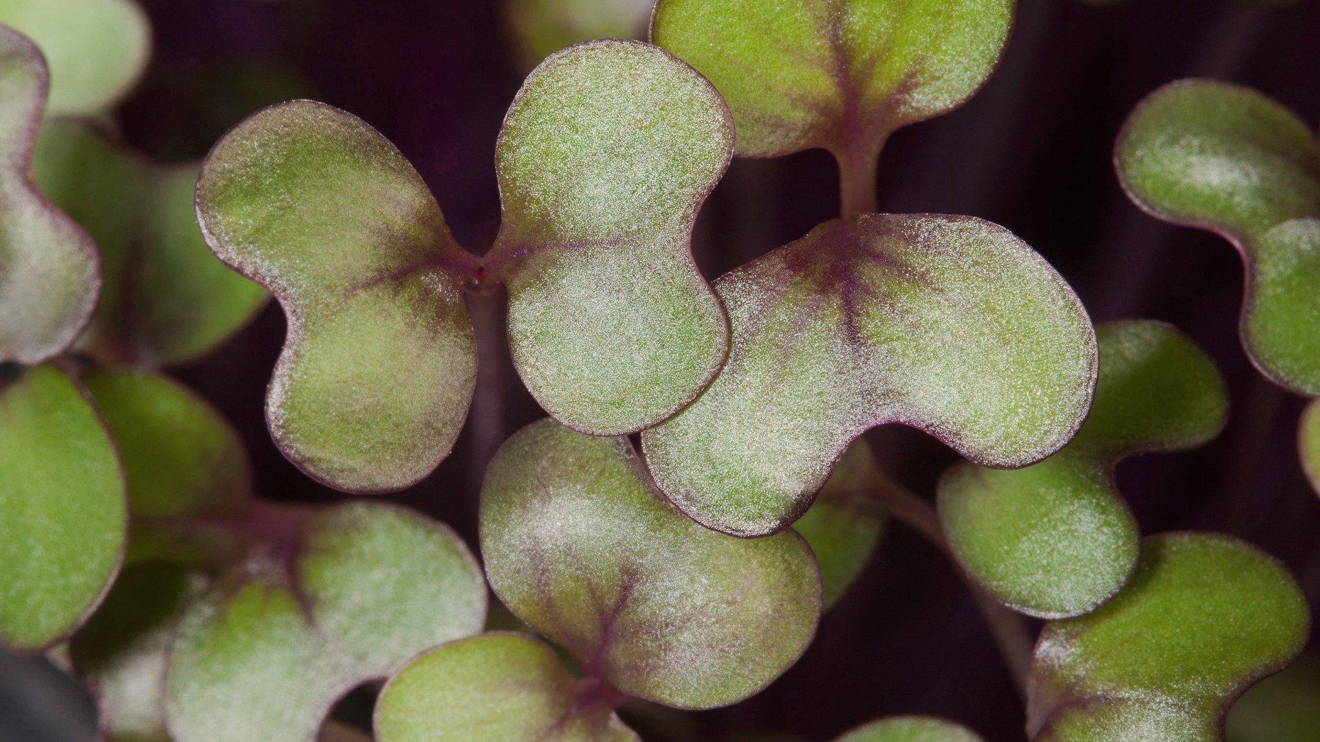 Mik azok a mikrozöldek (és mit érdemes tudnod róluk)?
