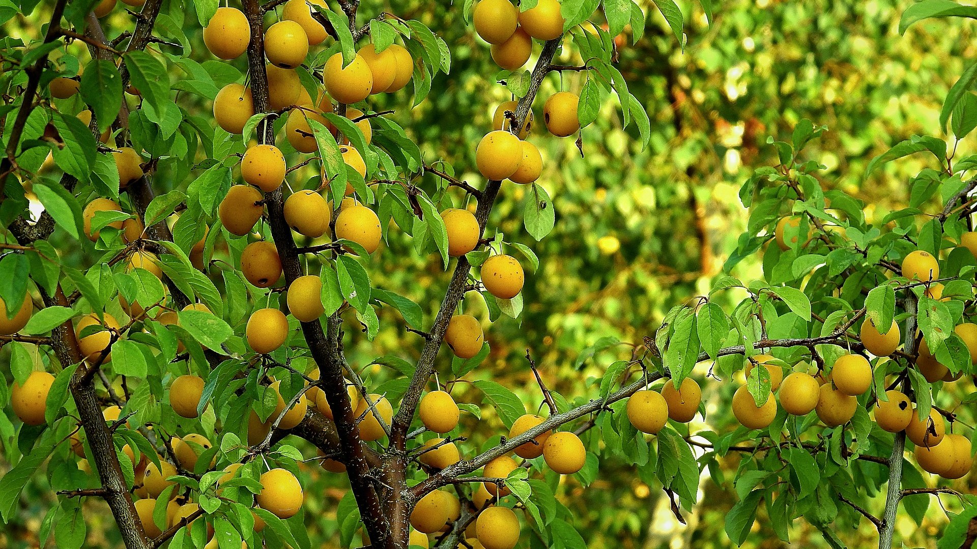 Gyerekkorunk nagy kedvence – A mirabella, vagyis a fosóka szilva!  Gyerekkorunk nagy kedvence – A mirabella, vagyis a fosóka szilva!