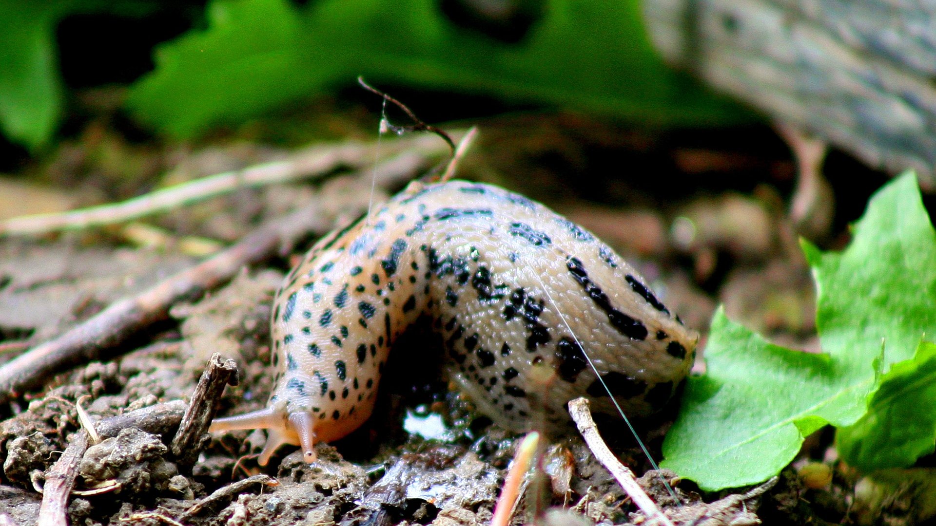 Kerti kártevők elleni védekezés