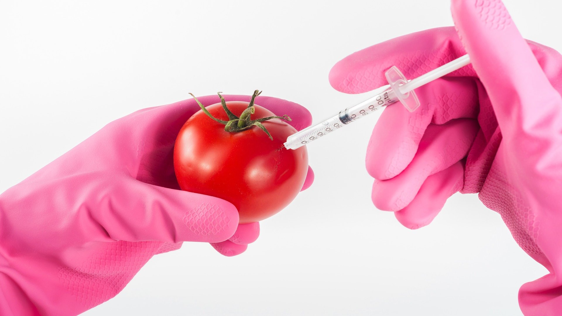 GMO vagy hibrid? Egyáltalán nem mindegy! GMO vagy hibrid? Egyáltalán nem mindegy!