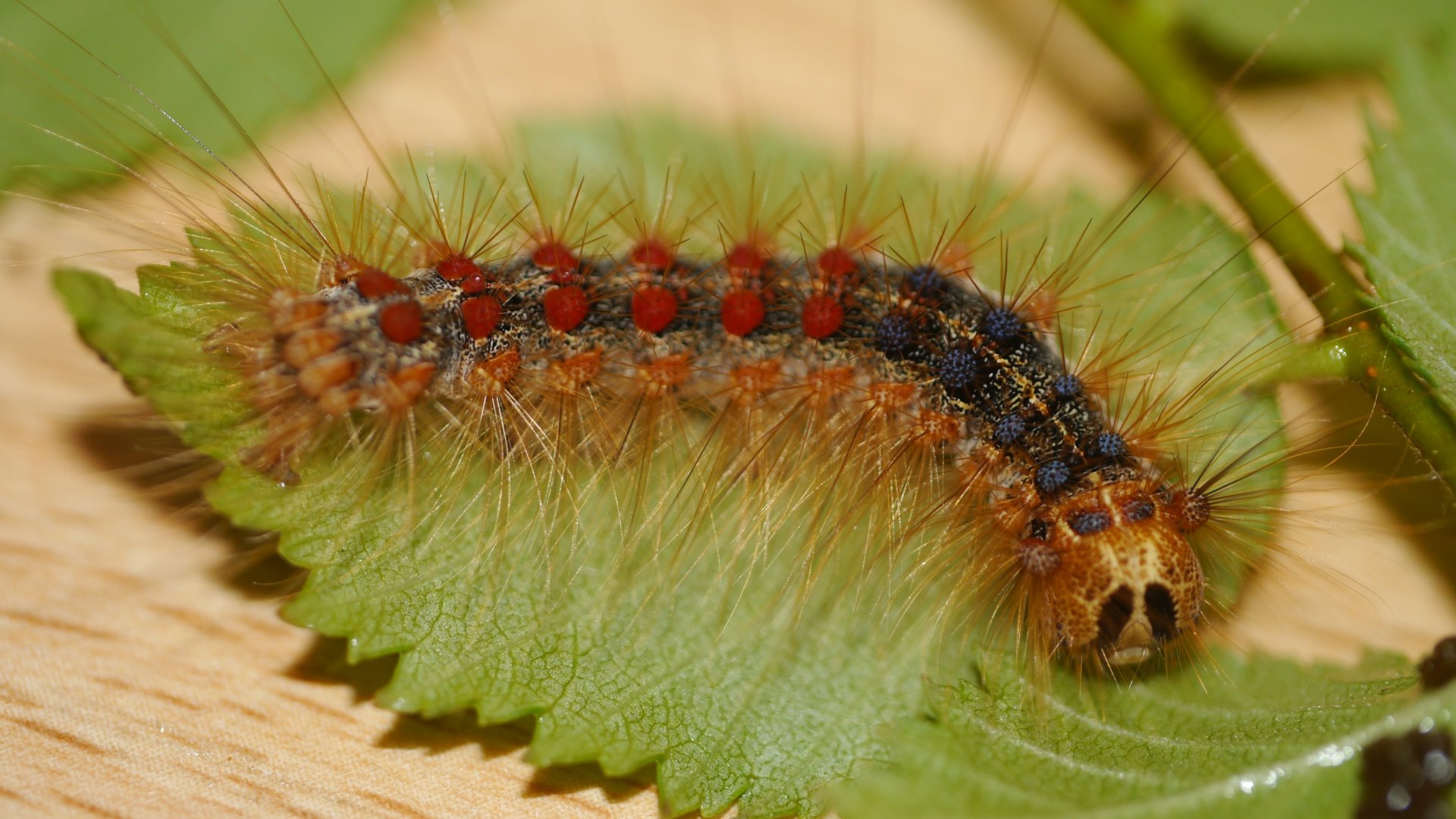 A következő néhány évben várható egy újabb gyapjas lepke invázió?