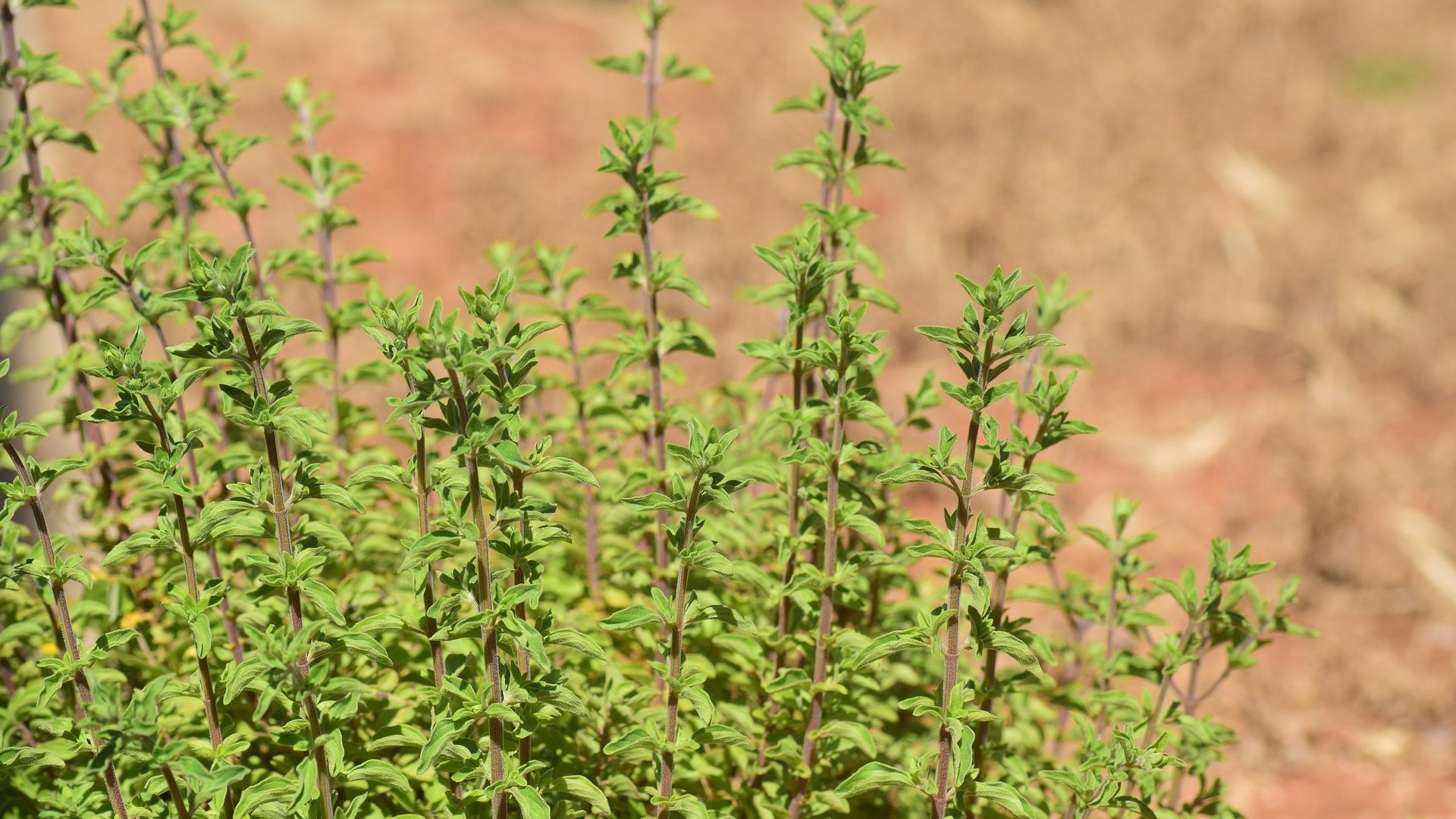 Egy fűszernövény, ami nem hiányozhat a kertedből – A majoránna termesztése