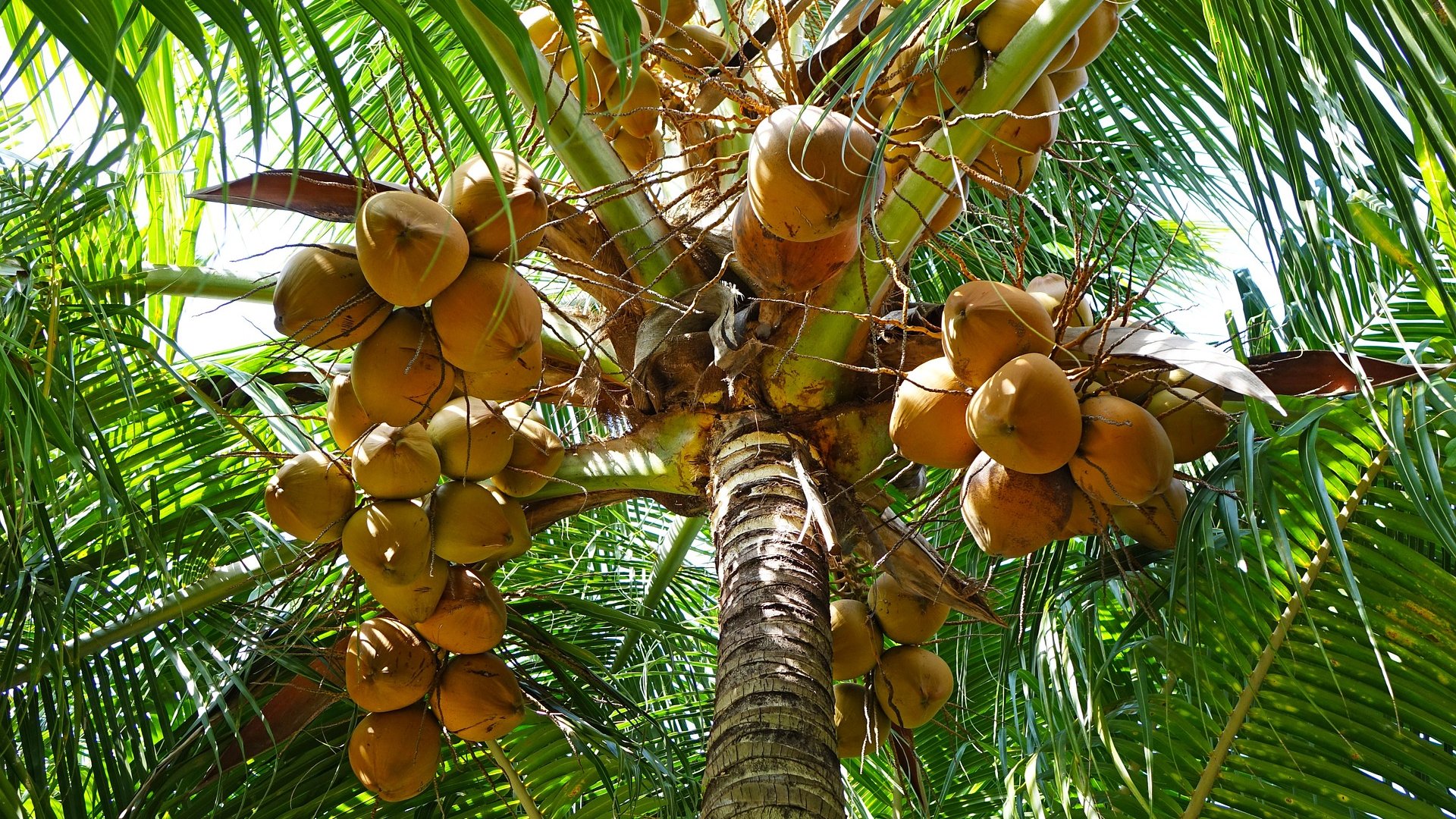 Így nevelheted fel te is saját kókuszpálmádat