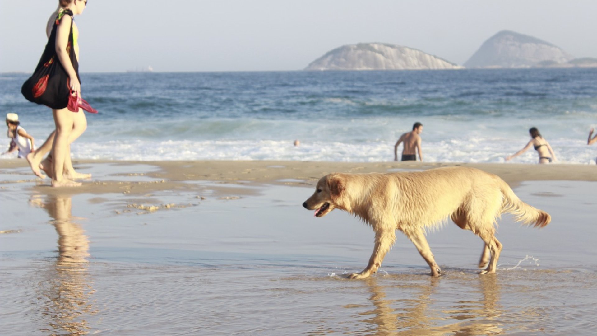 A kutyás nyaralás 7 törvénye