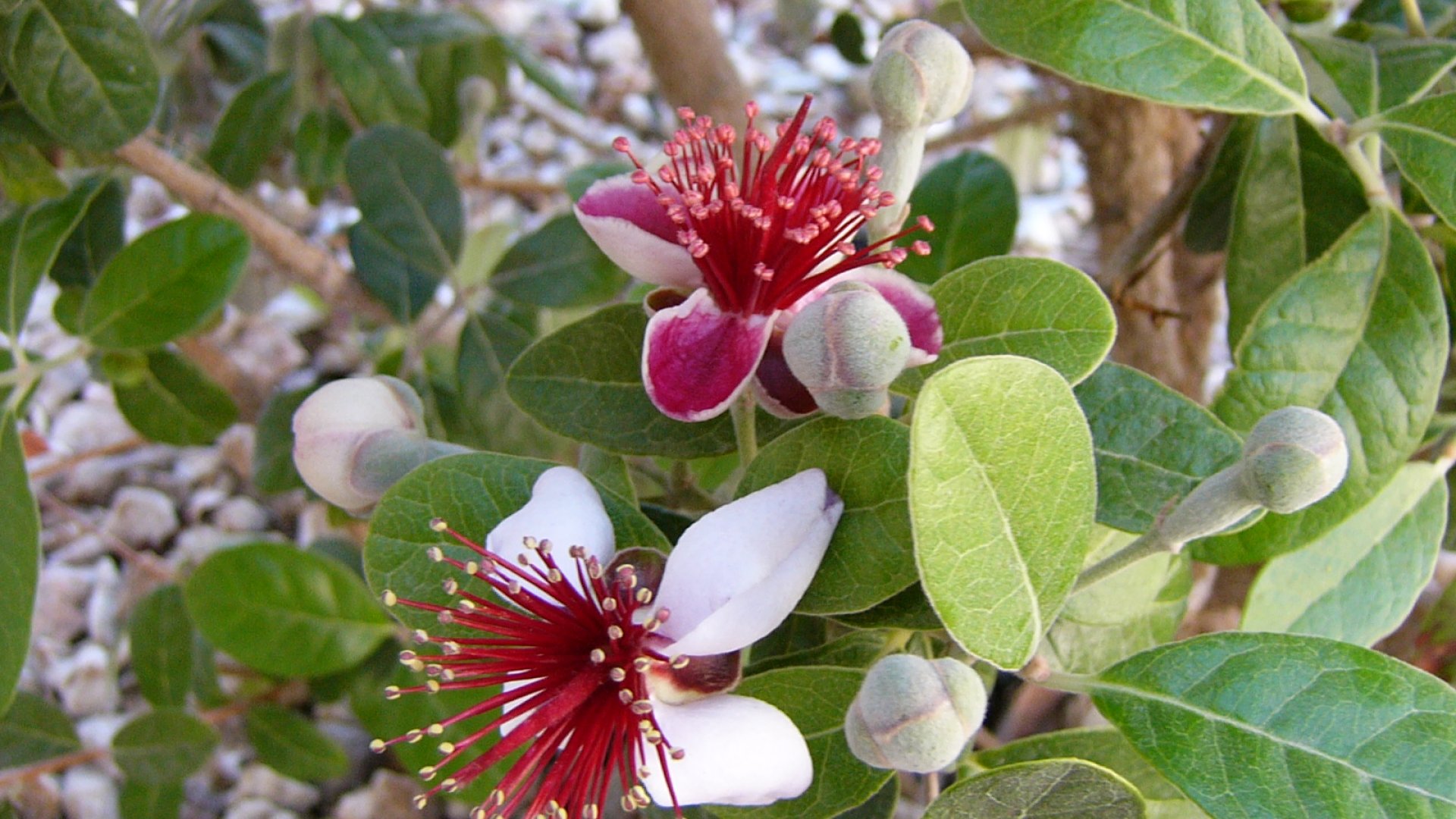 Minden, amit egy kertésznek a mirtuszdió termesztéséről tudnia kell