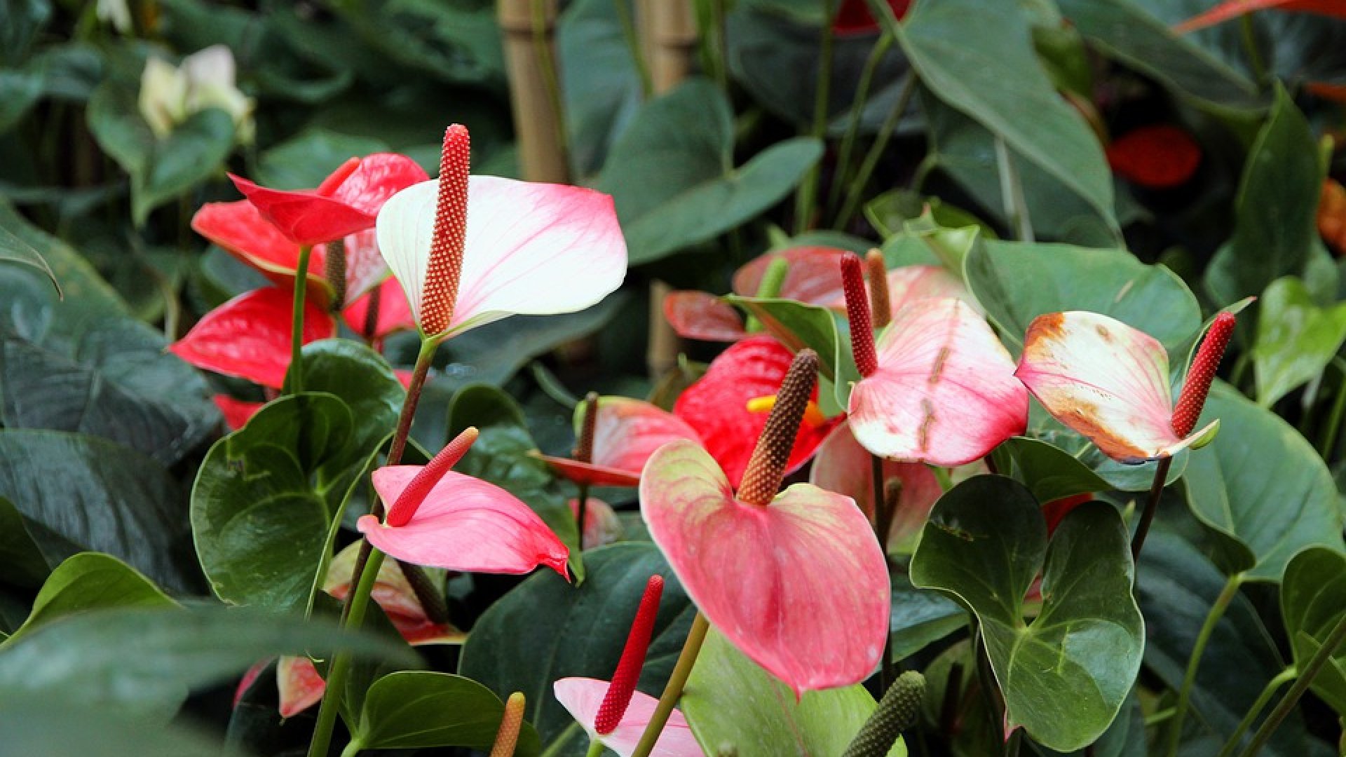 Trópusi szobanövények, amiket érdemes otthon is tartani