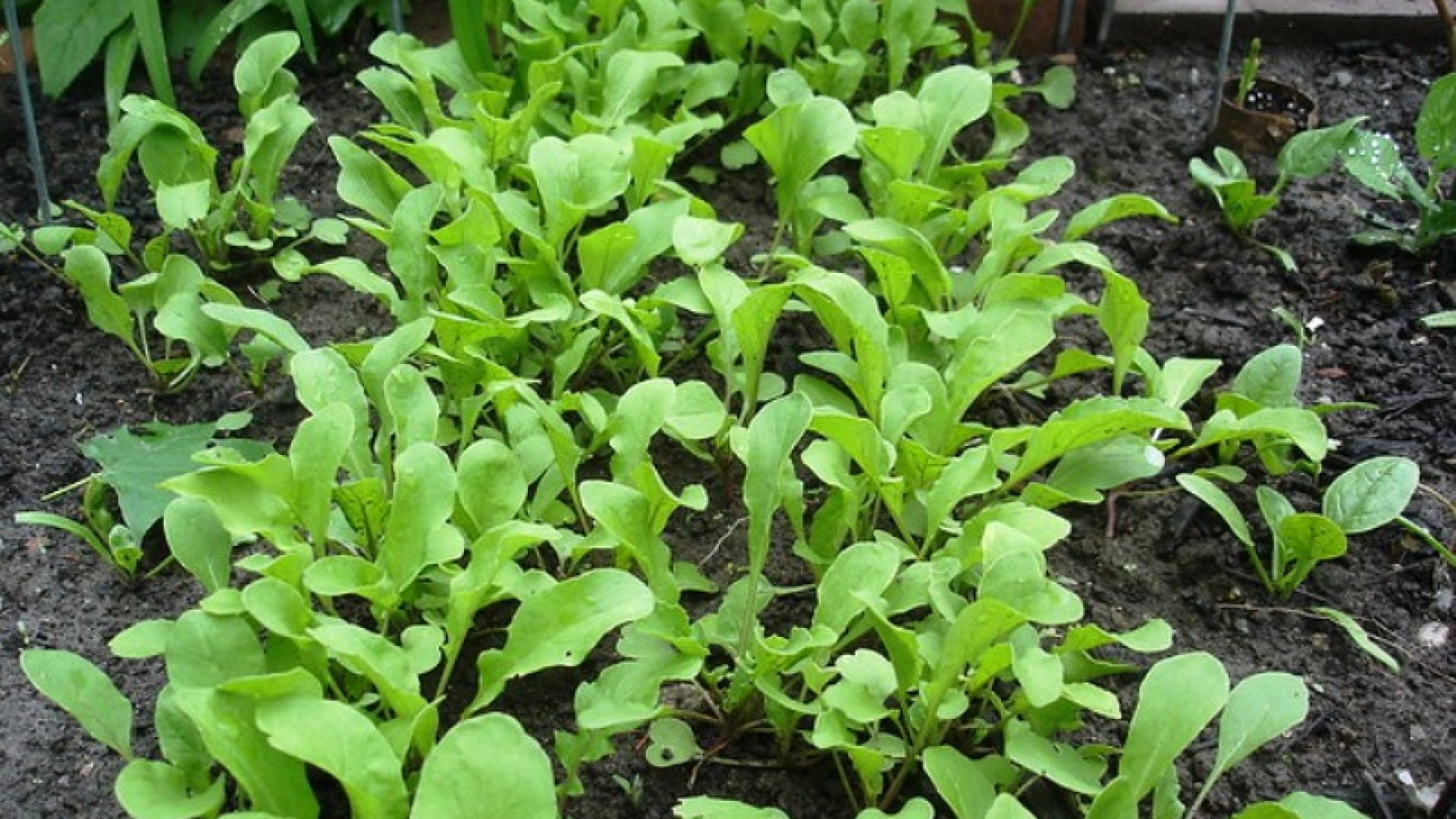 Tudj meg mindent a rukkoláról