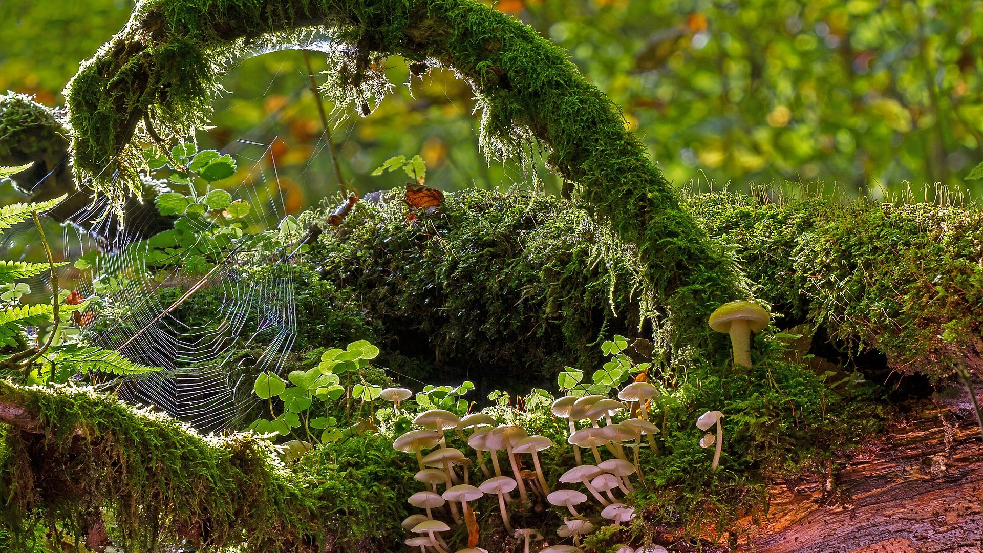 Így teheted csinosabbá kertedet mohával