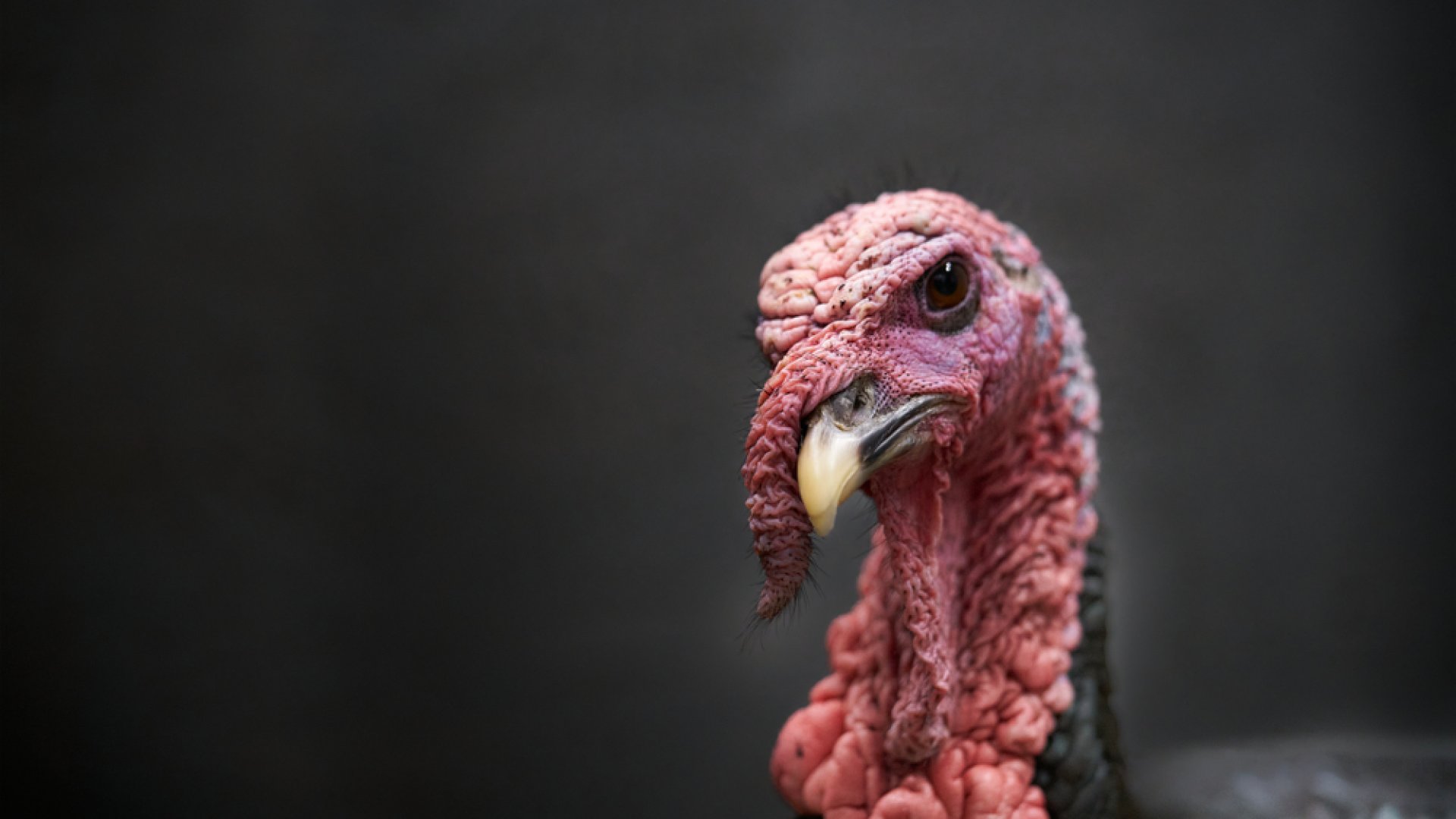 Gazdaságos tippek a nyereséges pulykatenyésztéshez Gazdaságos tippek a nyereséges pulykatenyésztéshez