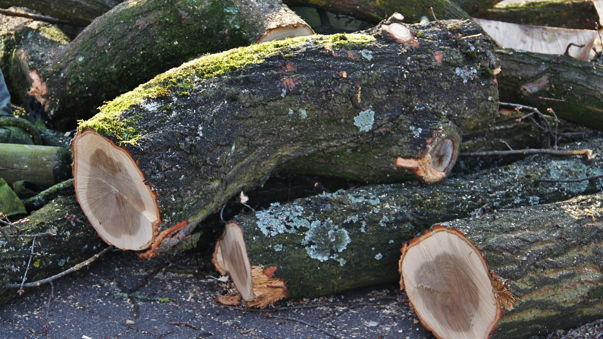 Elképesztő, Magyarország egyik legidősebb erdejét vágták ki a Bükkben!  Elképesztő, Magyarország egyik legidősebb erdejét vágták ki a Bükkben!