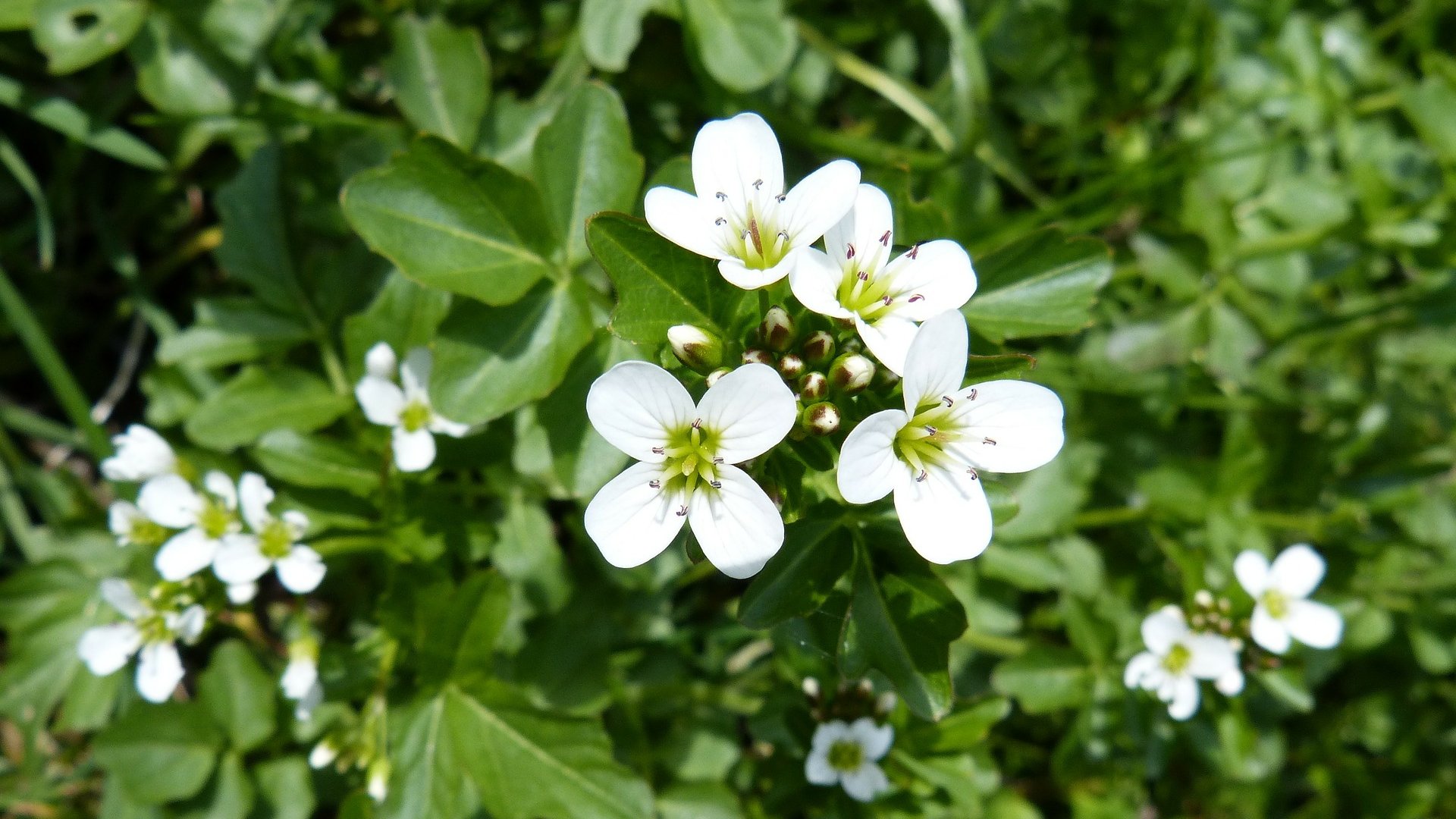 Így termessz orvosi vizitormát házilag! 
