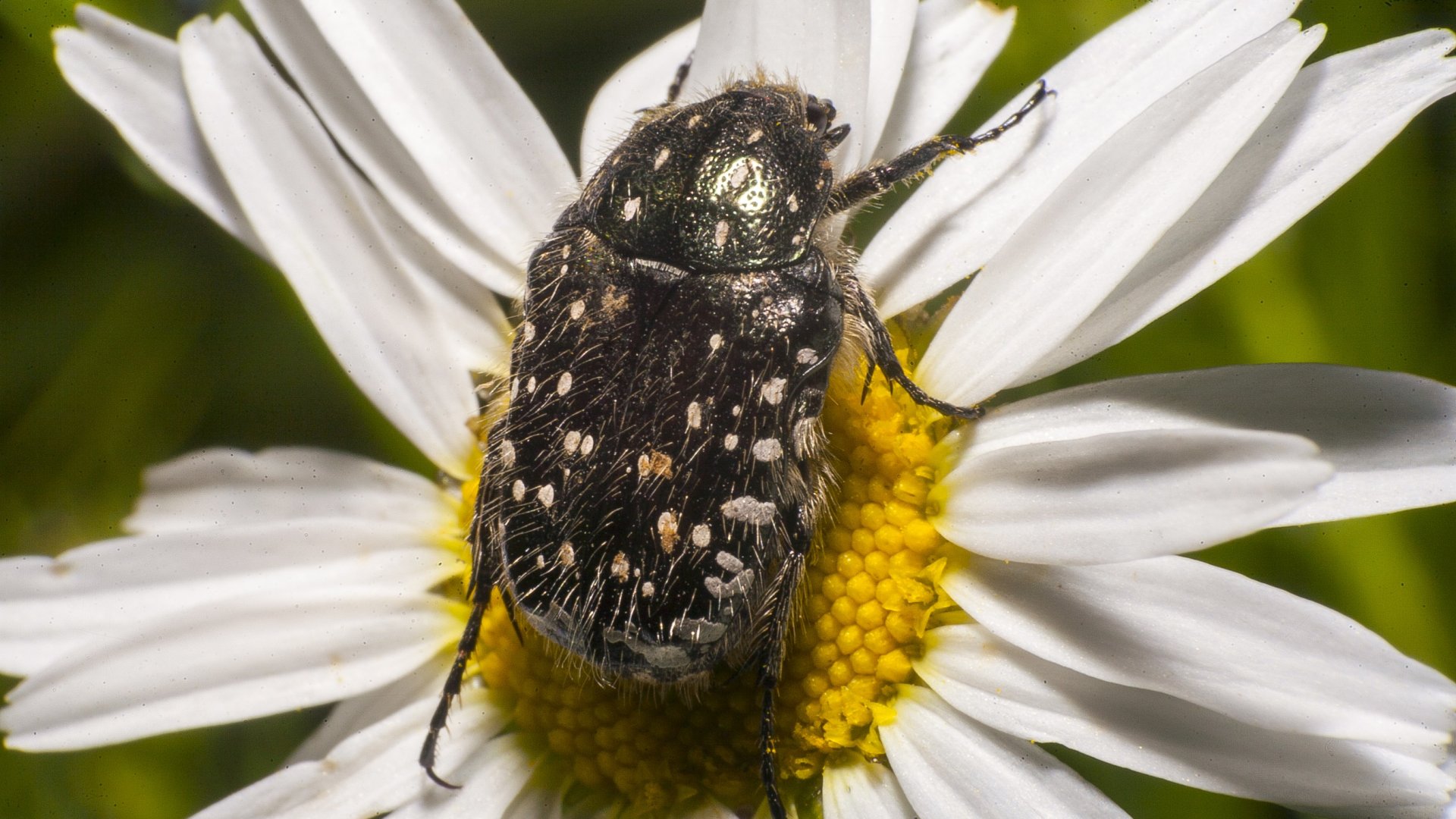 A bundásbogár a kert rejtett kincse vagy bosszantó betolakodó?