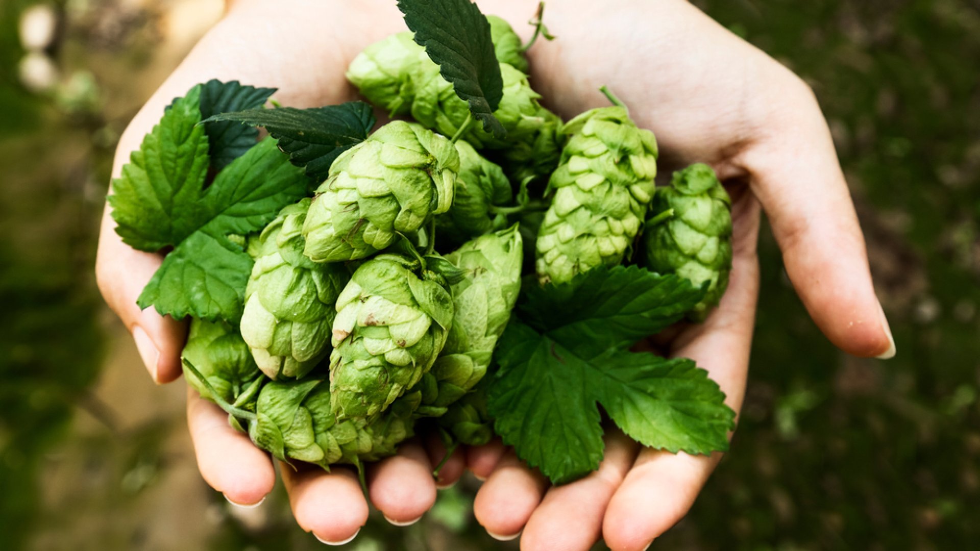 Minden, amit egy kertésznek a komló termesztéséről tudnia kell         